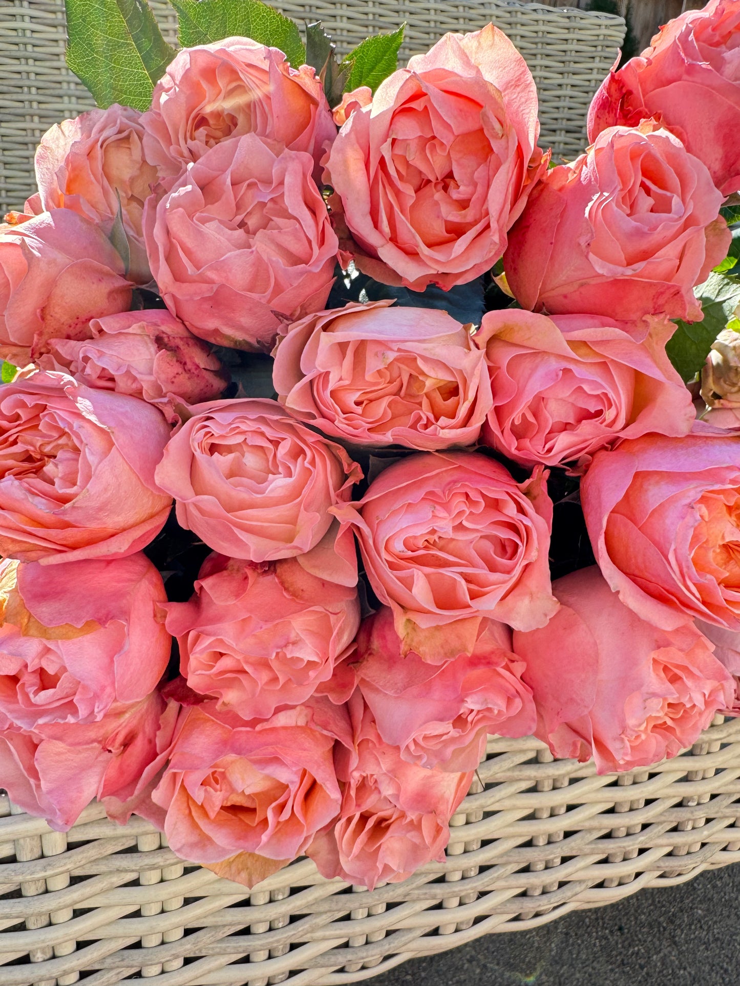 Rose Georgia Peach 蜜桃乔治亚 6inch Size