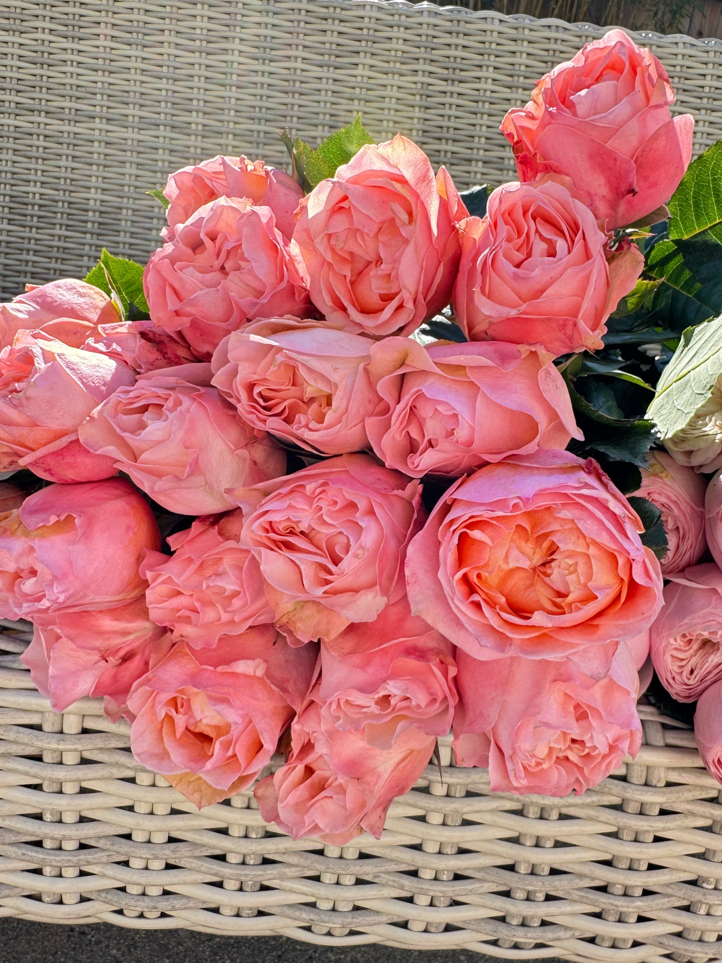 Rose Georgia Peach 蜜桃乔治亚 6inch Size