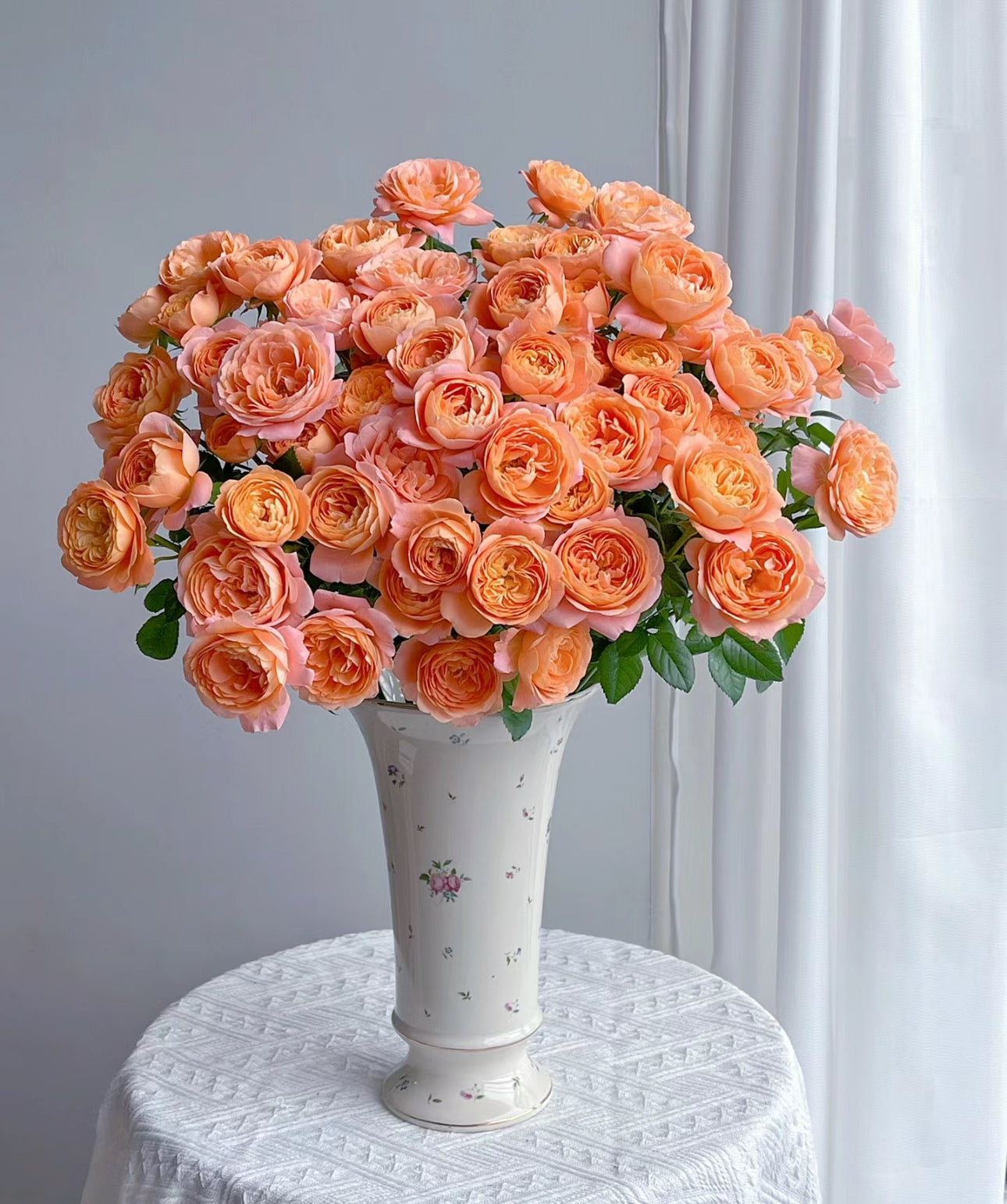 Rose Juicy Terrazza -1 Gallon size live plant