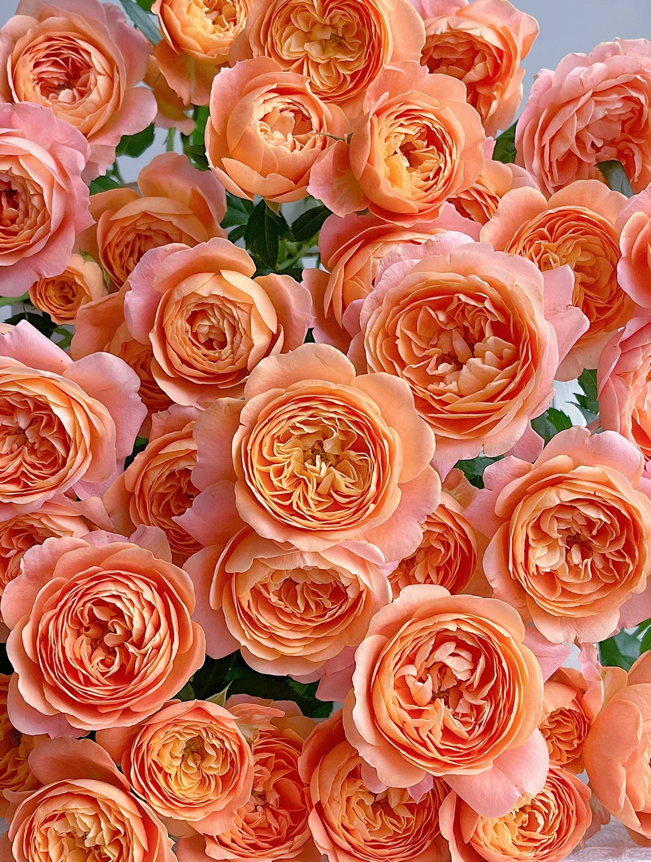 Rose Juicy Terrazza -1 Gallon size live plant