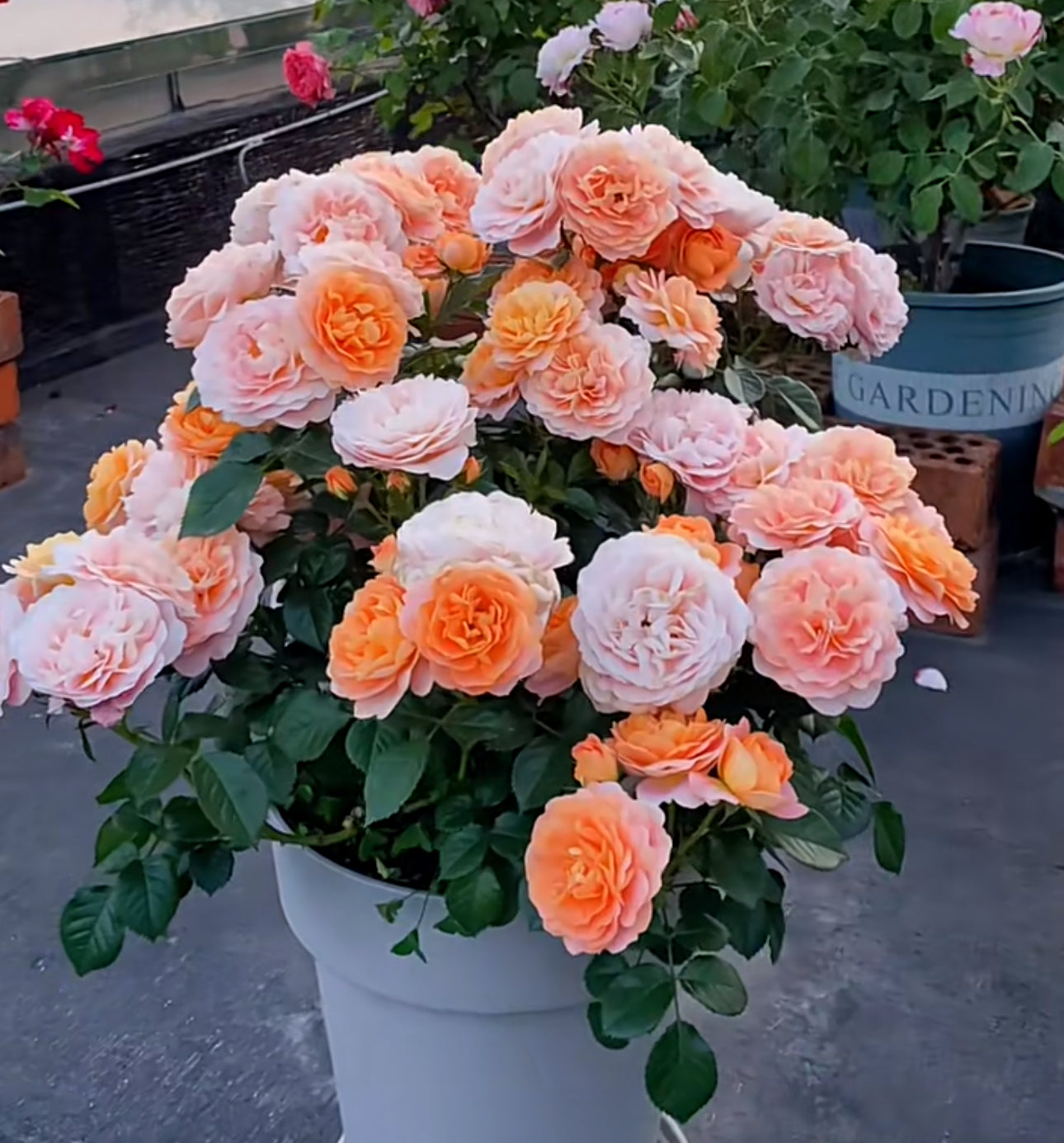 Rose Juicy Terrazza -1 Gallon size live plant