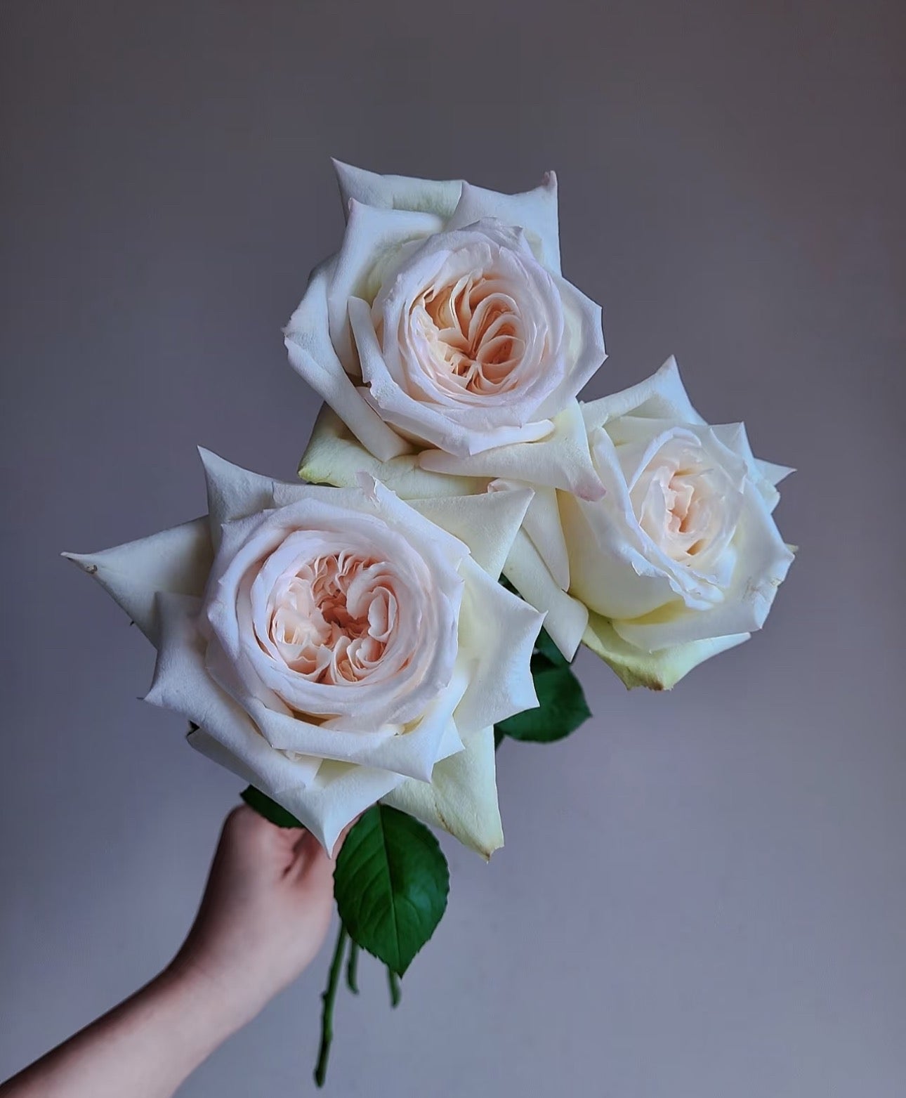 Rose White O'Hara 1 Gallon