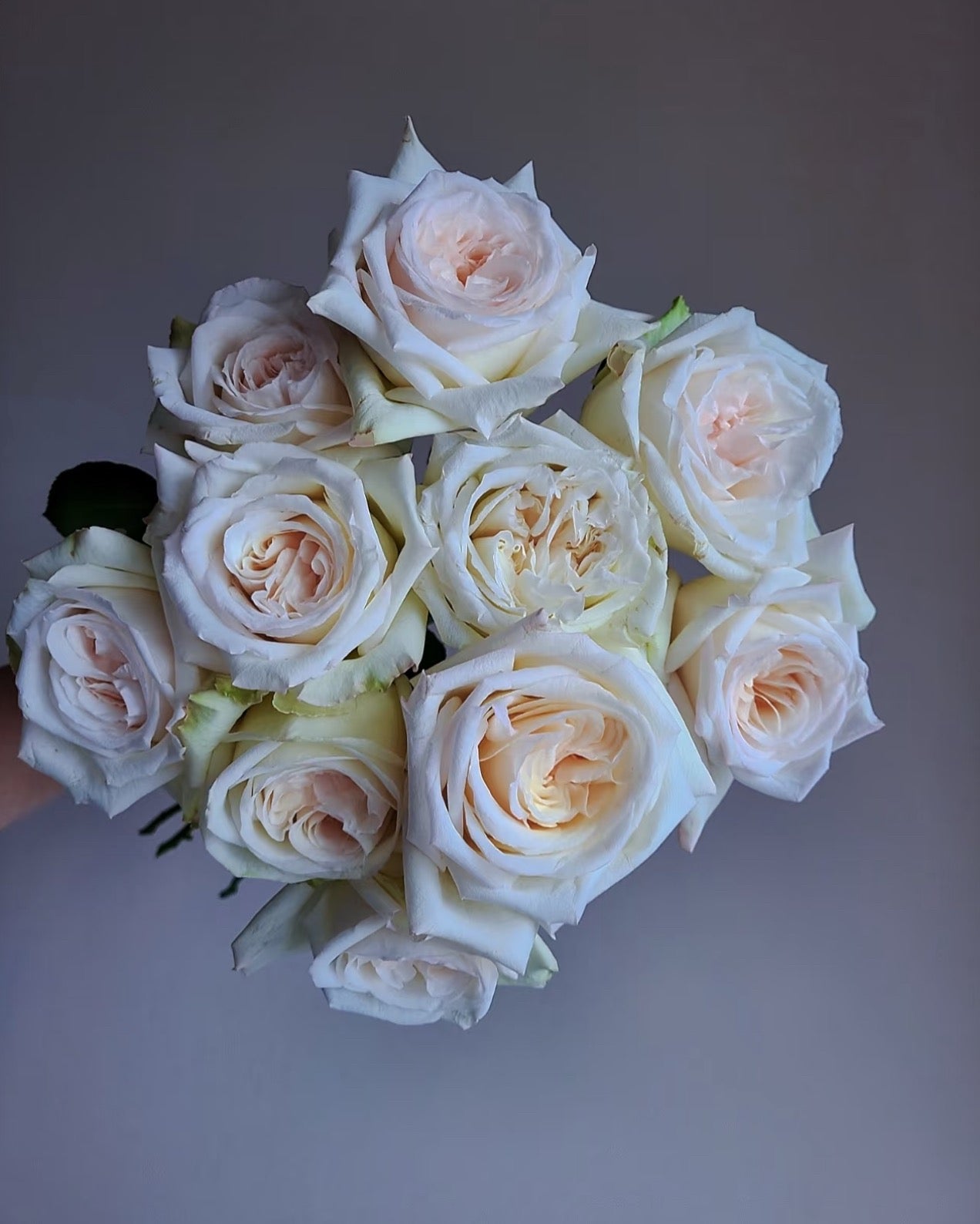 Rose White O'Hara 1 Gallon