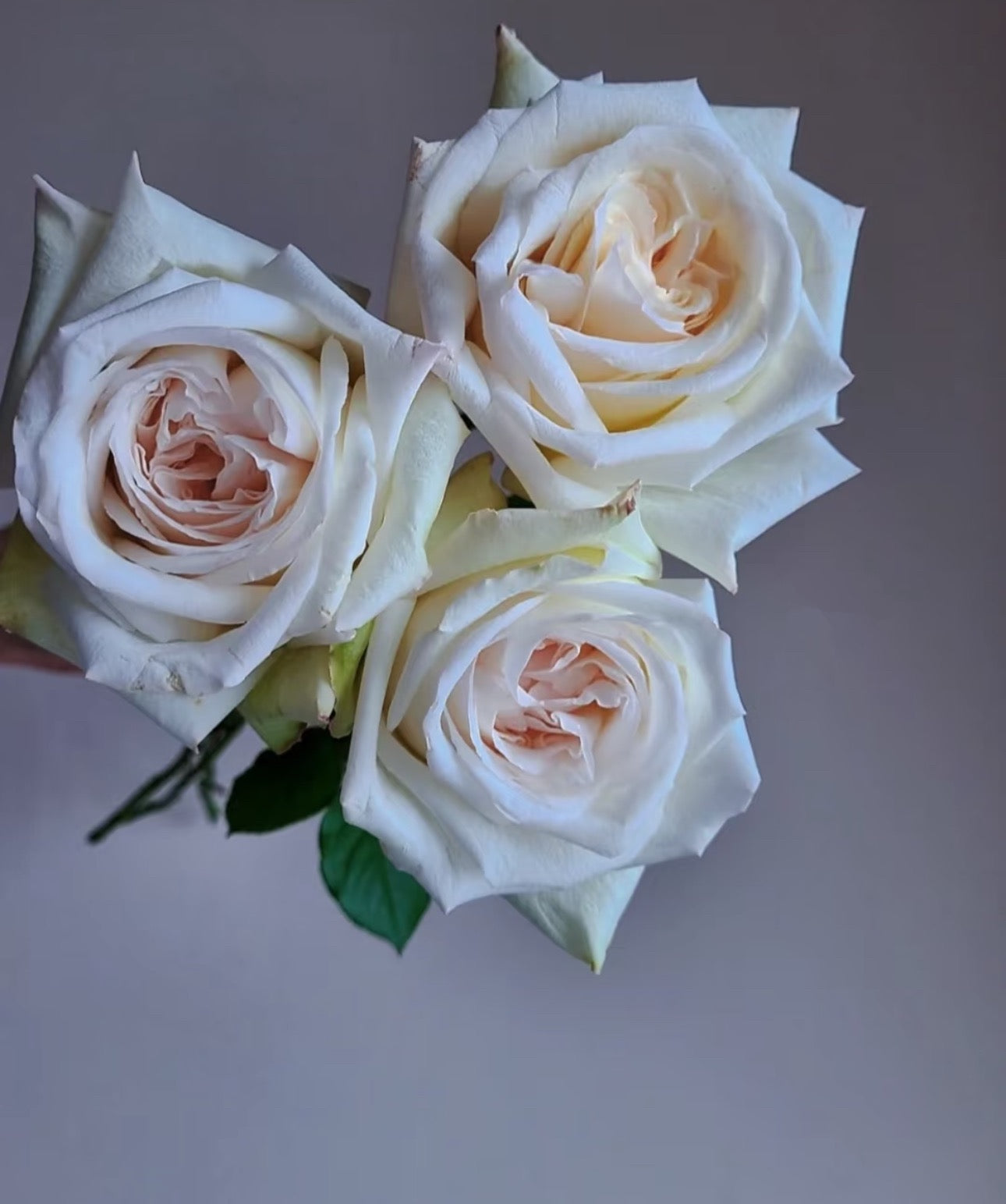 Rose White O'Hara 1 Gallon