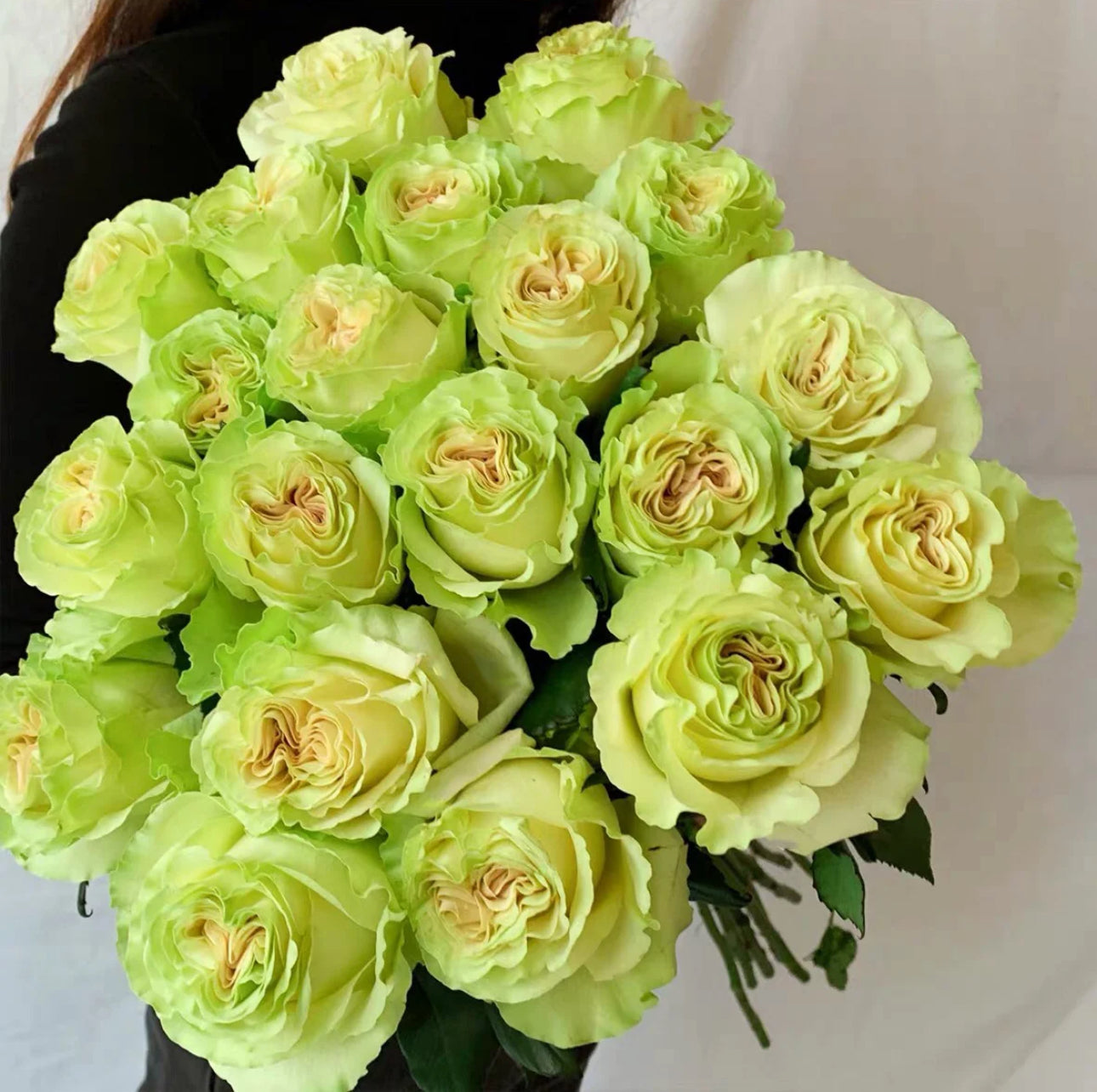 Rose Dynamic -1 Gallon size