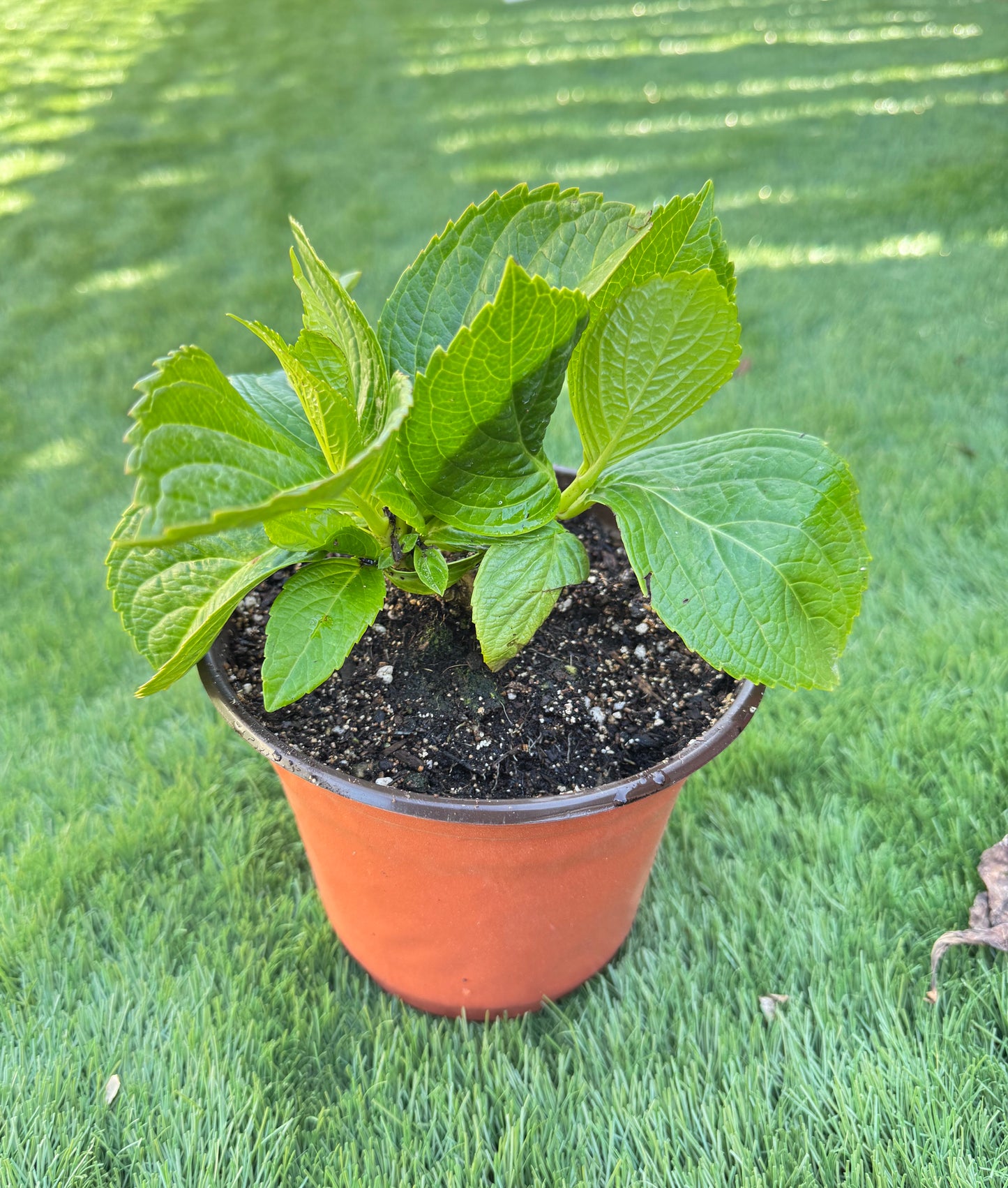 Hydrangea Surprise (你我的惊喜)1 gallon size size