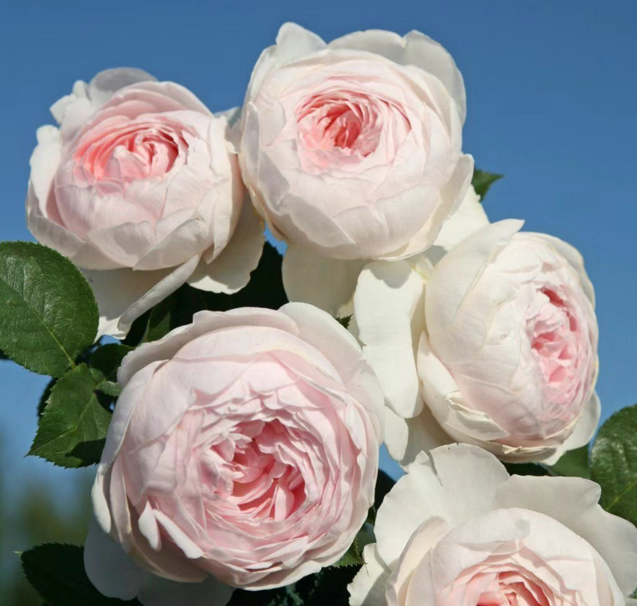 Rose Christiana (尘世天使) 1 Gallon Live rose plant