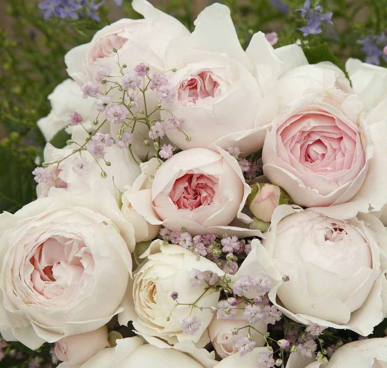 Rose Christiana (尘世天使) 1 Gallon Live rose plant