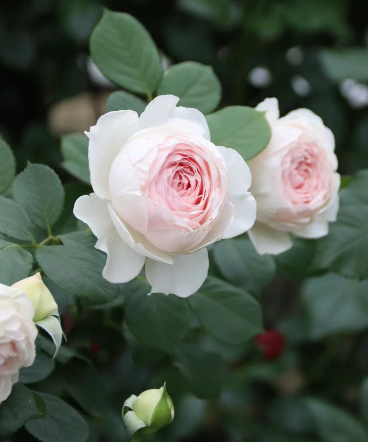 Rose Christiana (尘世天使) 1 Gallon Live rose plant