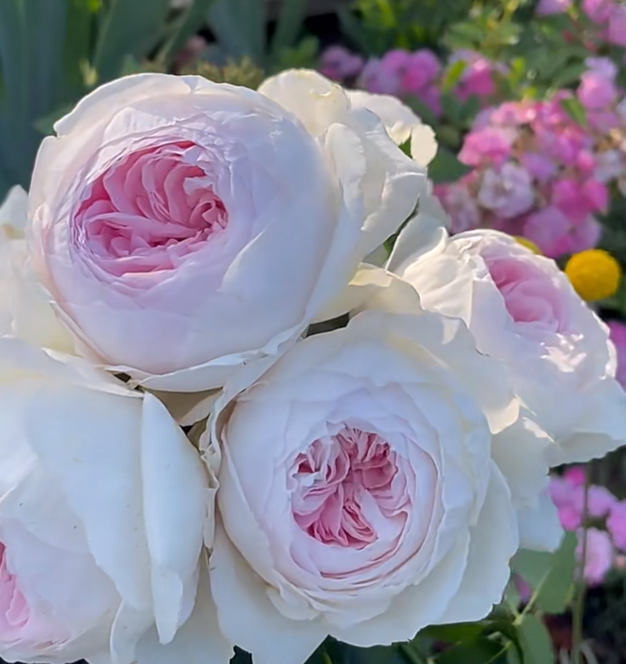 Rose Christiana (尘世天使) 1 Gallon Live rose plant