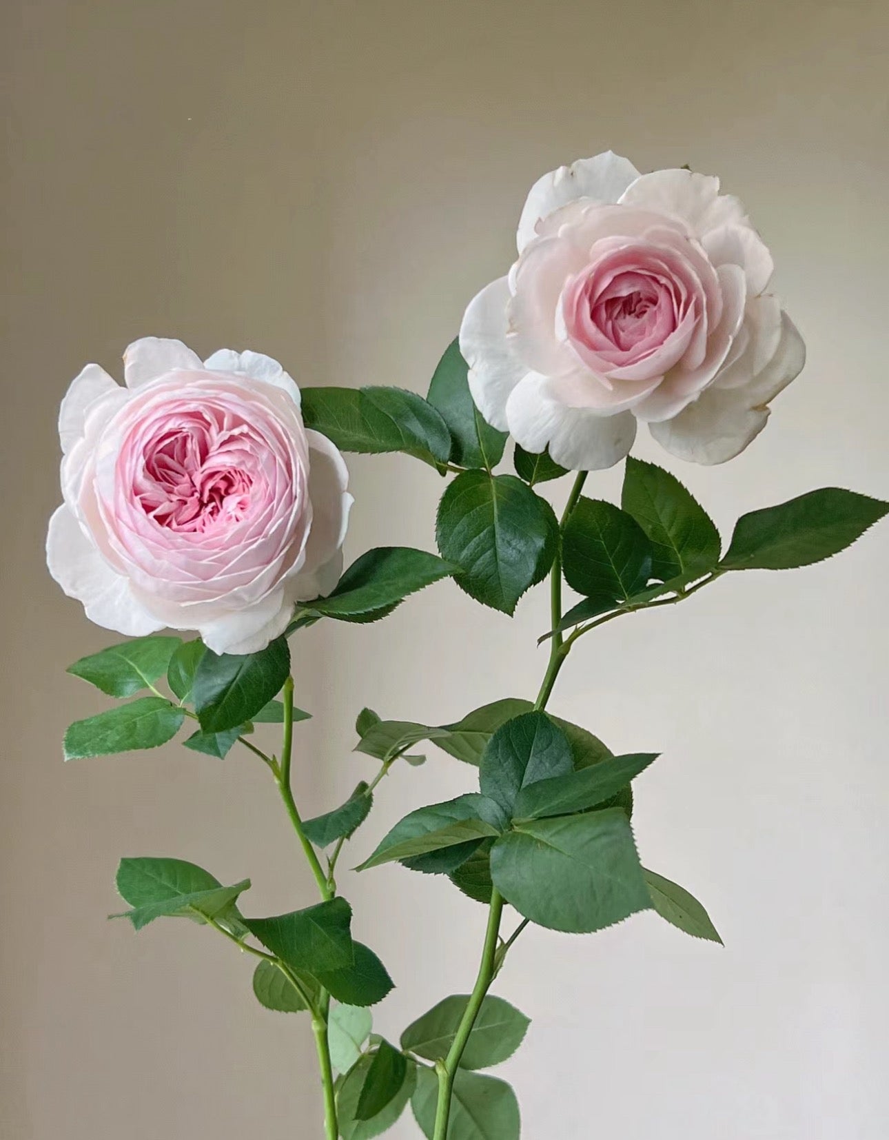 Rose Christiana (尘世天使) 1 Gallon Live rose plant