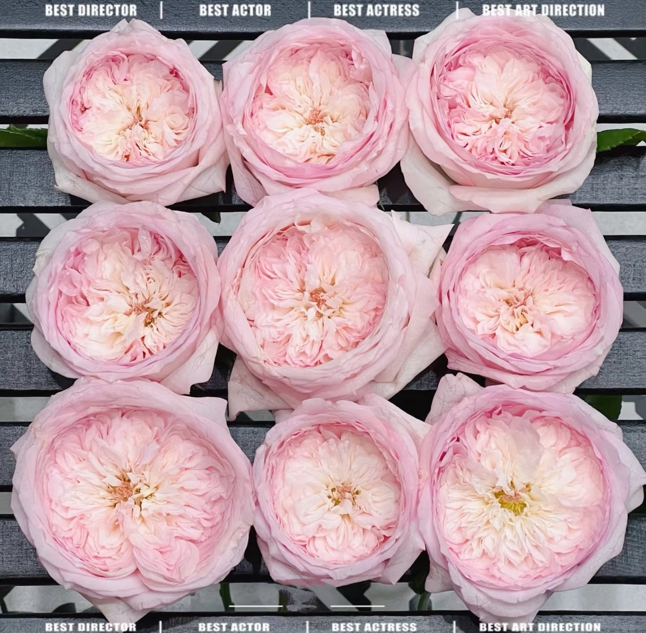 Rose Special Bride 1 Gallon size