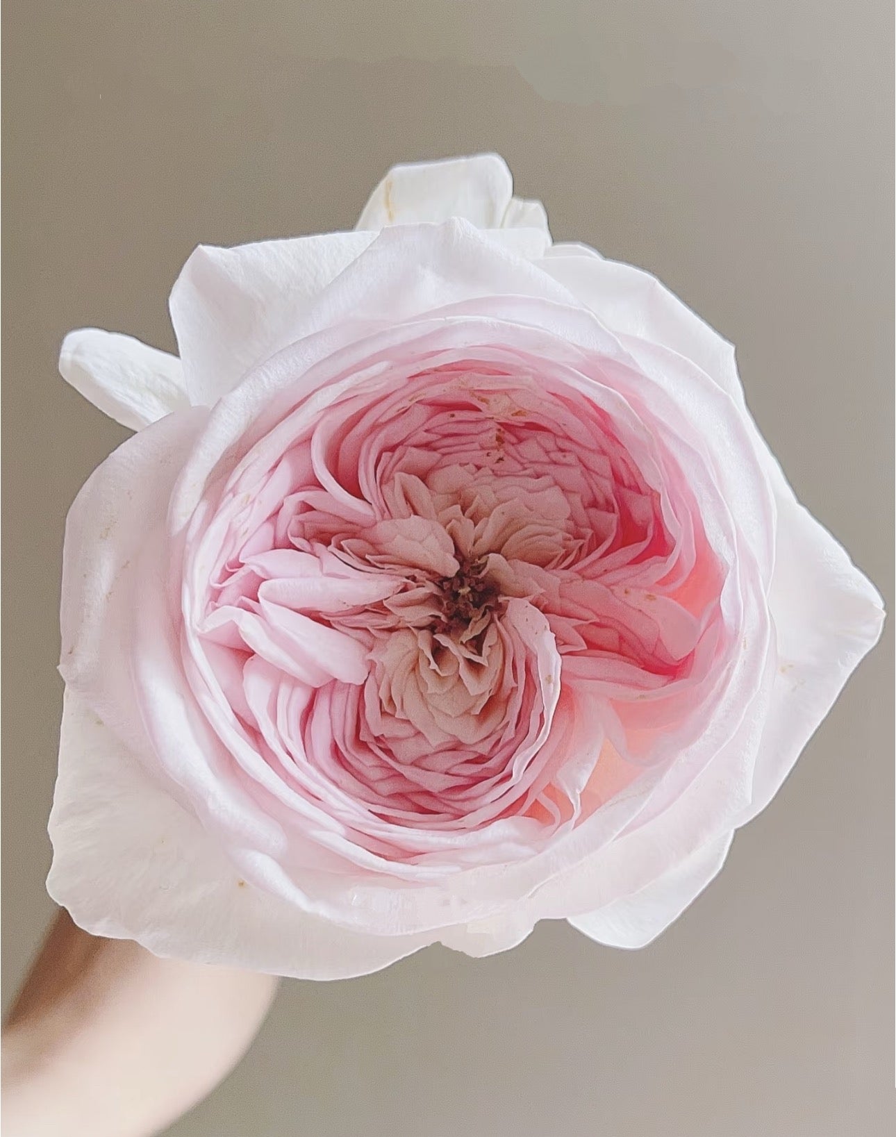 Rose Special Bride 1 Gallon size