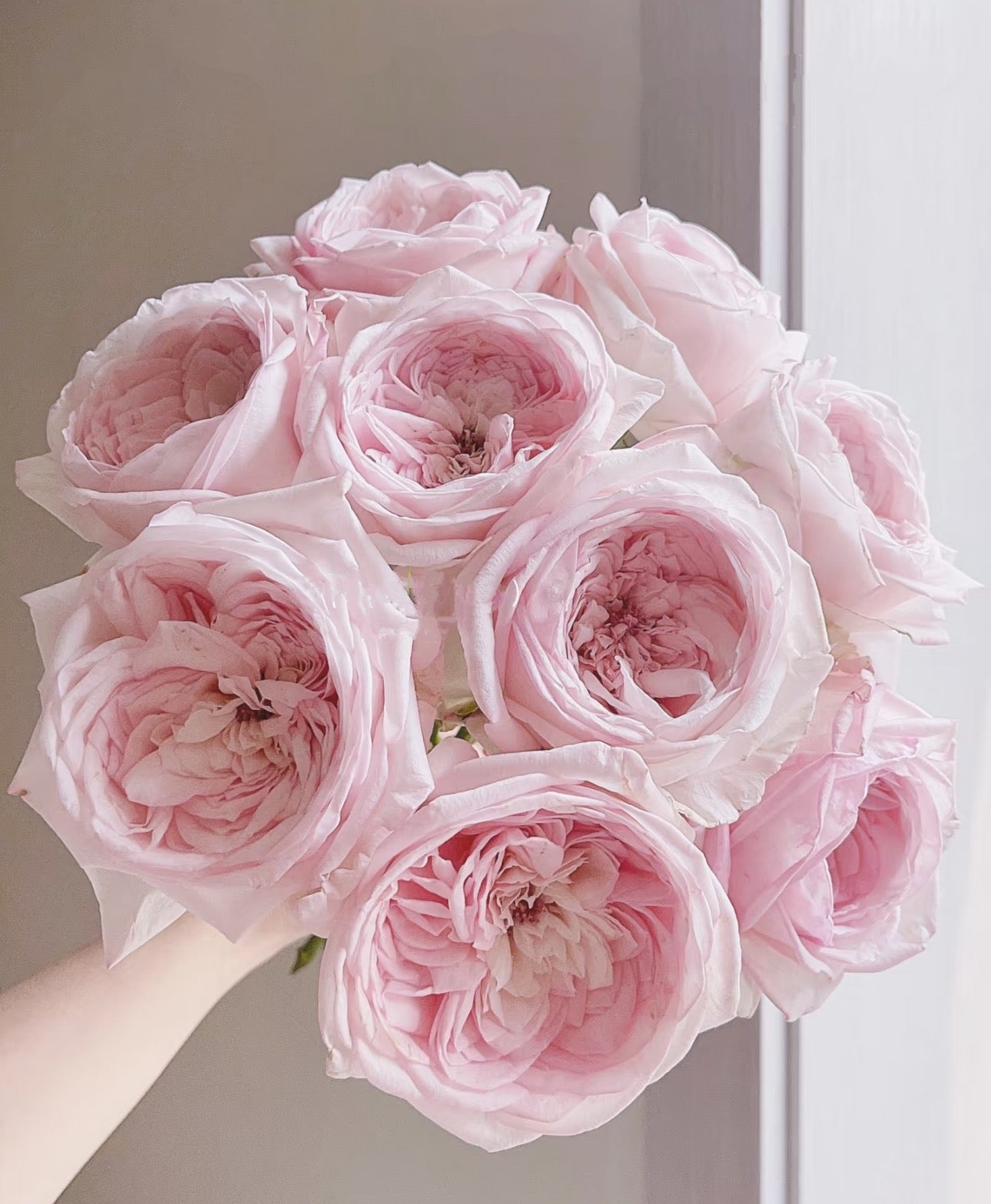 Rose Special Bride 1 Gallon size