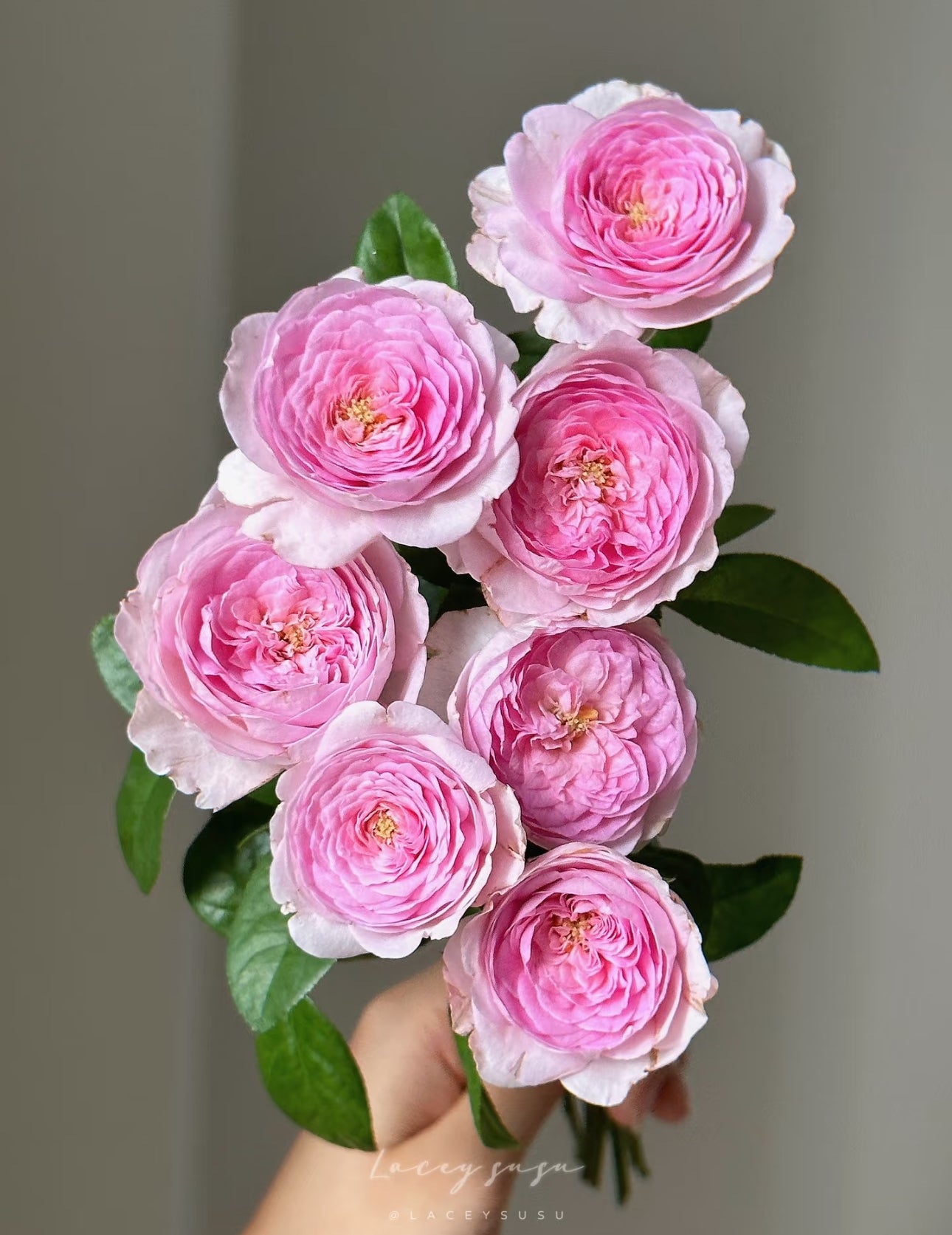 Japanese Rose Mon Coeur 我的心 6 inch