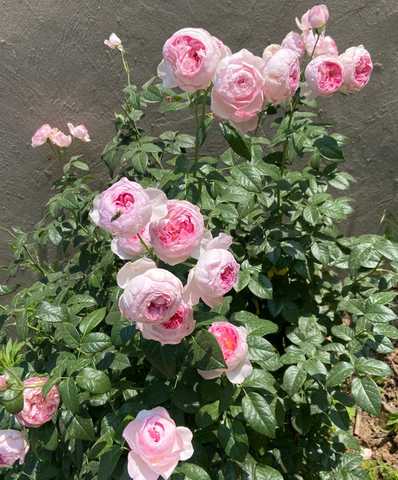 Japanese Rose Mon Coeur 我的心 6 inch