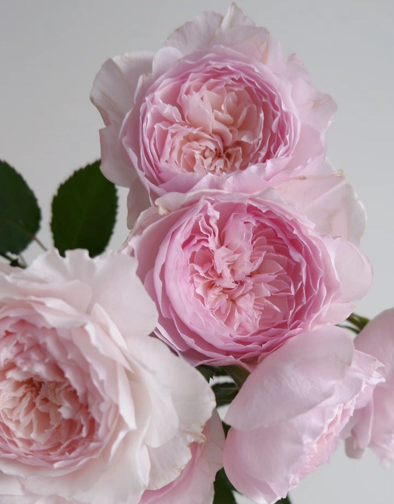 Japanese rose 美咲 Misaki 1 Gallon size pot live plant