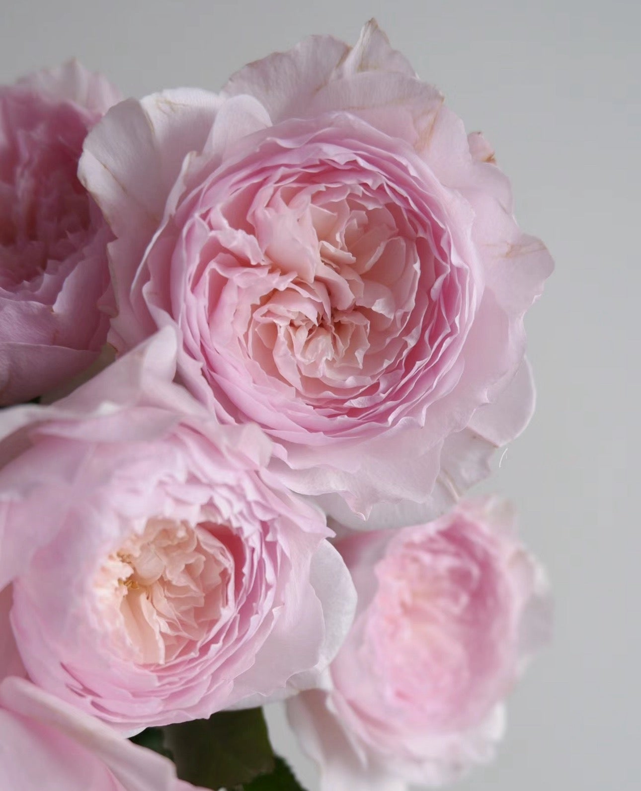 Japanese rose 美咲 Misaki 1 Gallon size pot live plant