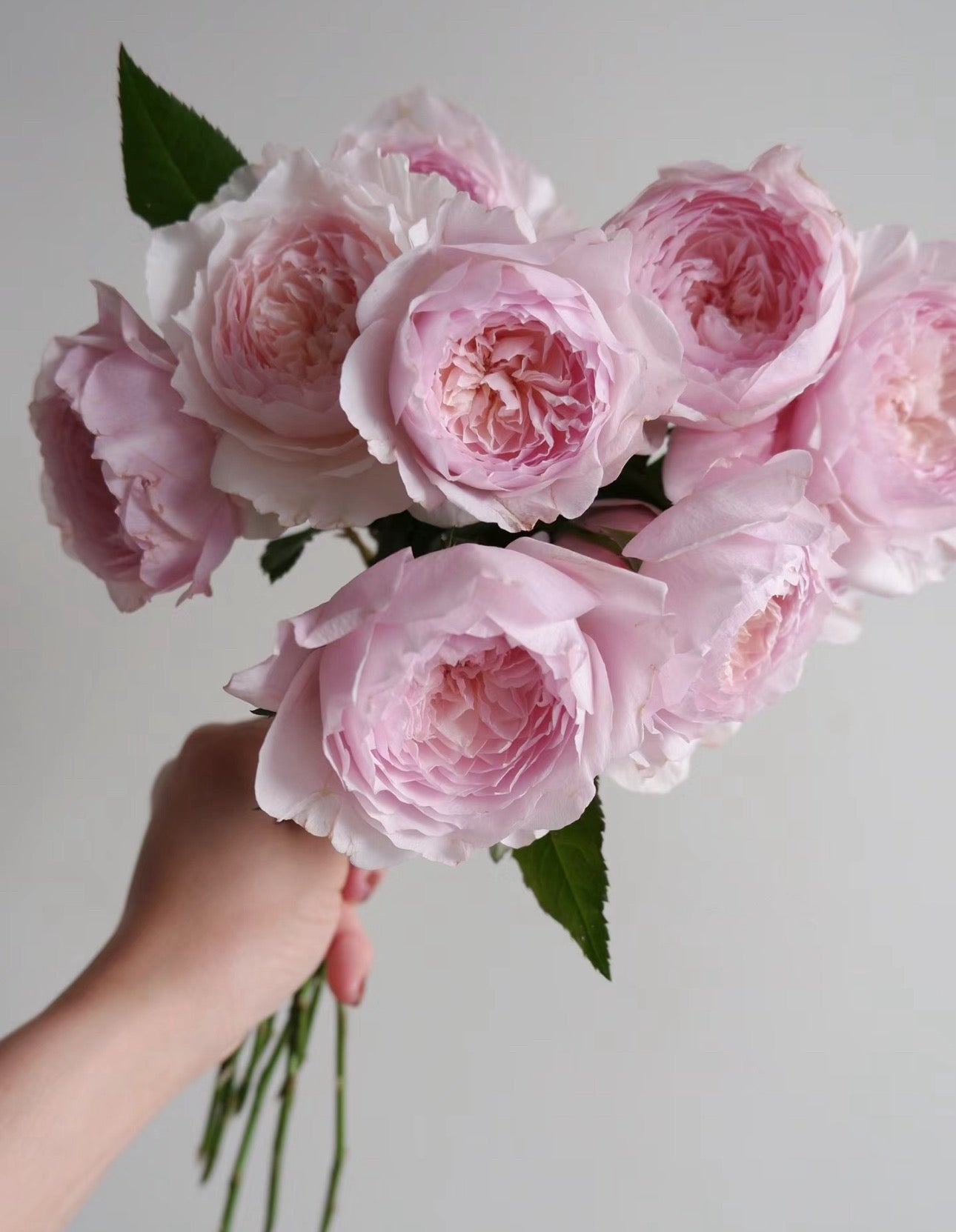 Japanese rose 美咲 Misaki 1 Gallon size pot live plant