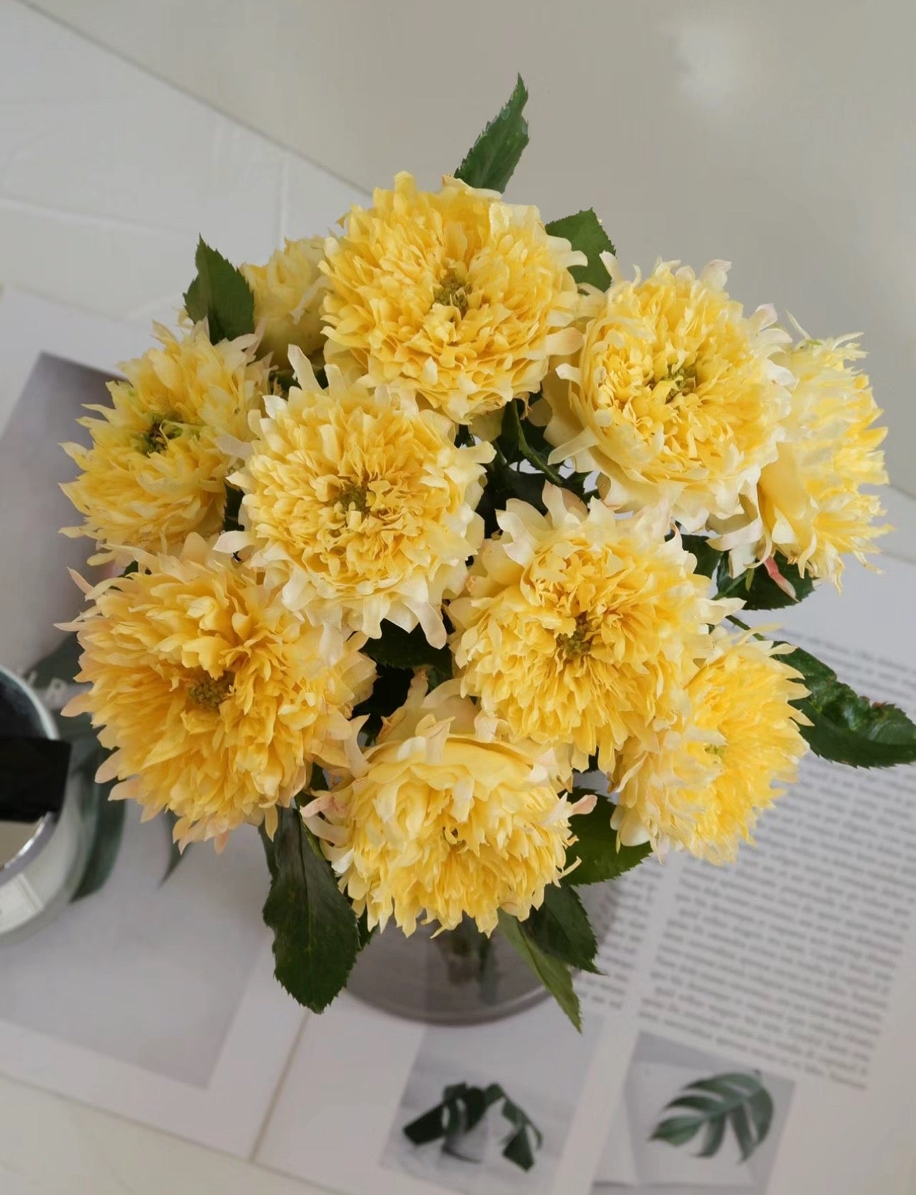 Rose FireRuffle 烟花波浪 1 Gallon size live plant