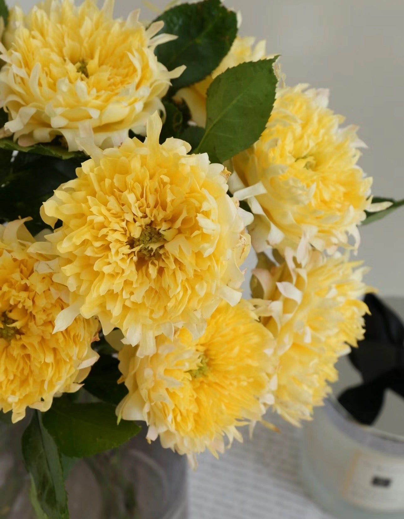 Rose FireRuffle 烟花波浪 1 Gallon size live plant