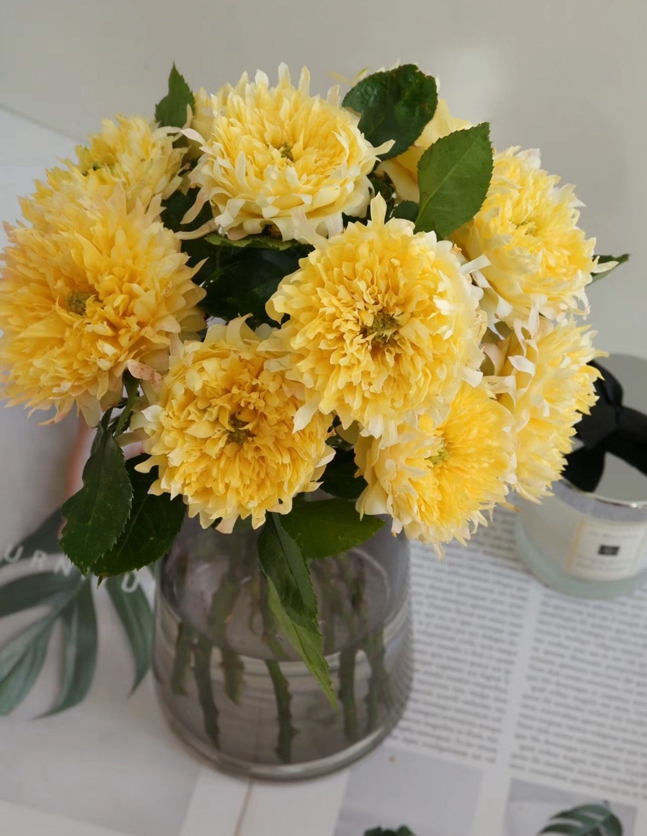 Rose FireRuffle 烟花波浪 1 Gallon size live plant