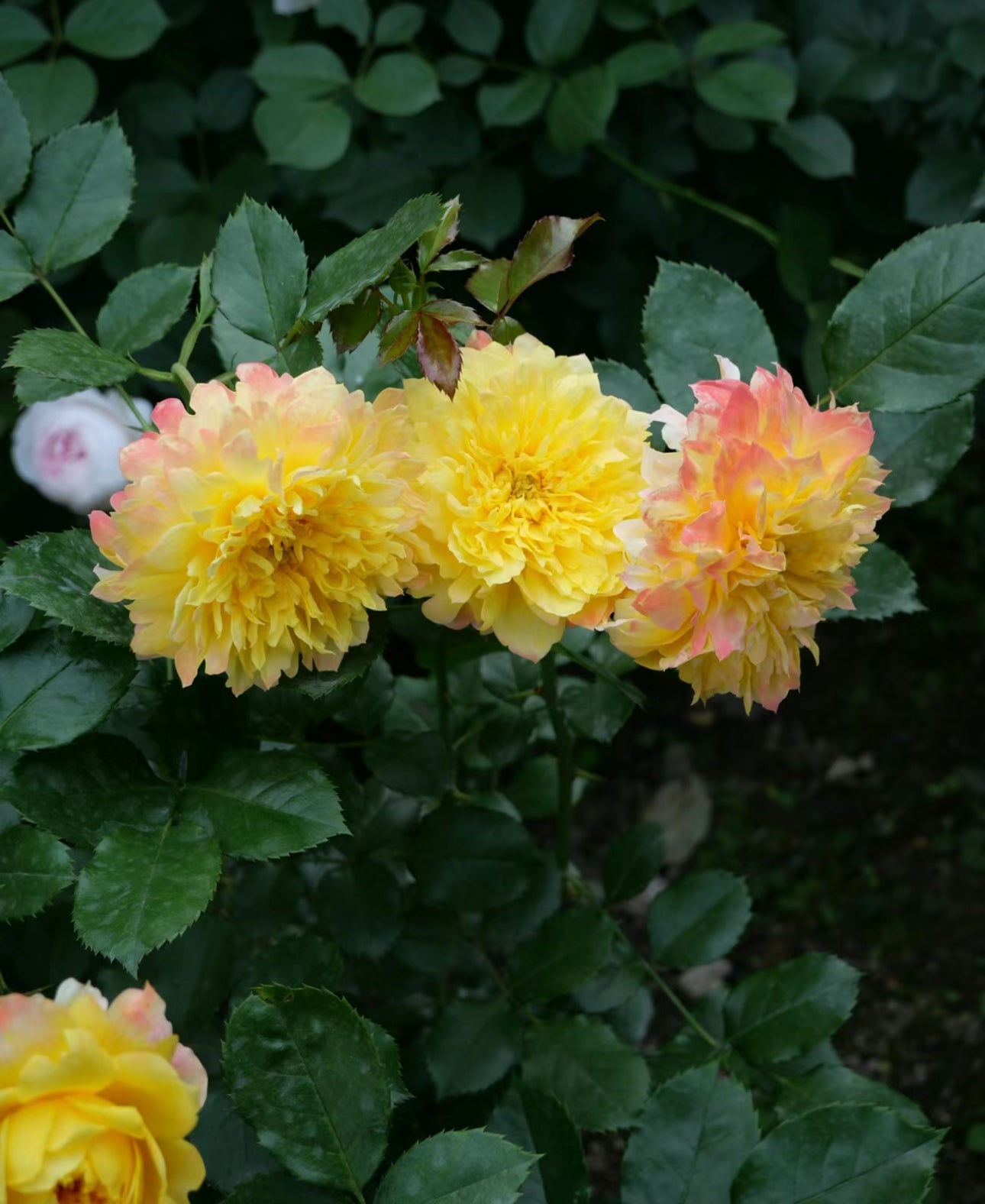 Rose FireRuffle 烟花波浪 1 Gallon size live plant