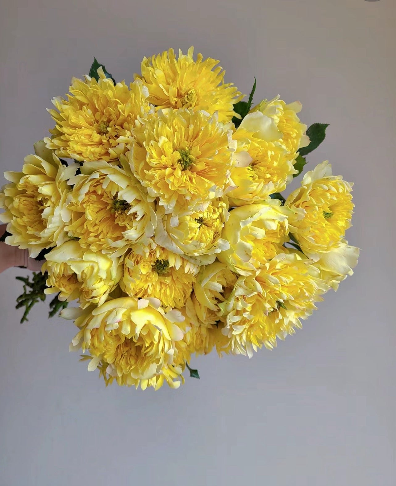 Rose FireRuffle 烟花波浪 1 Gallon size live plant
