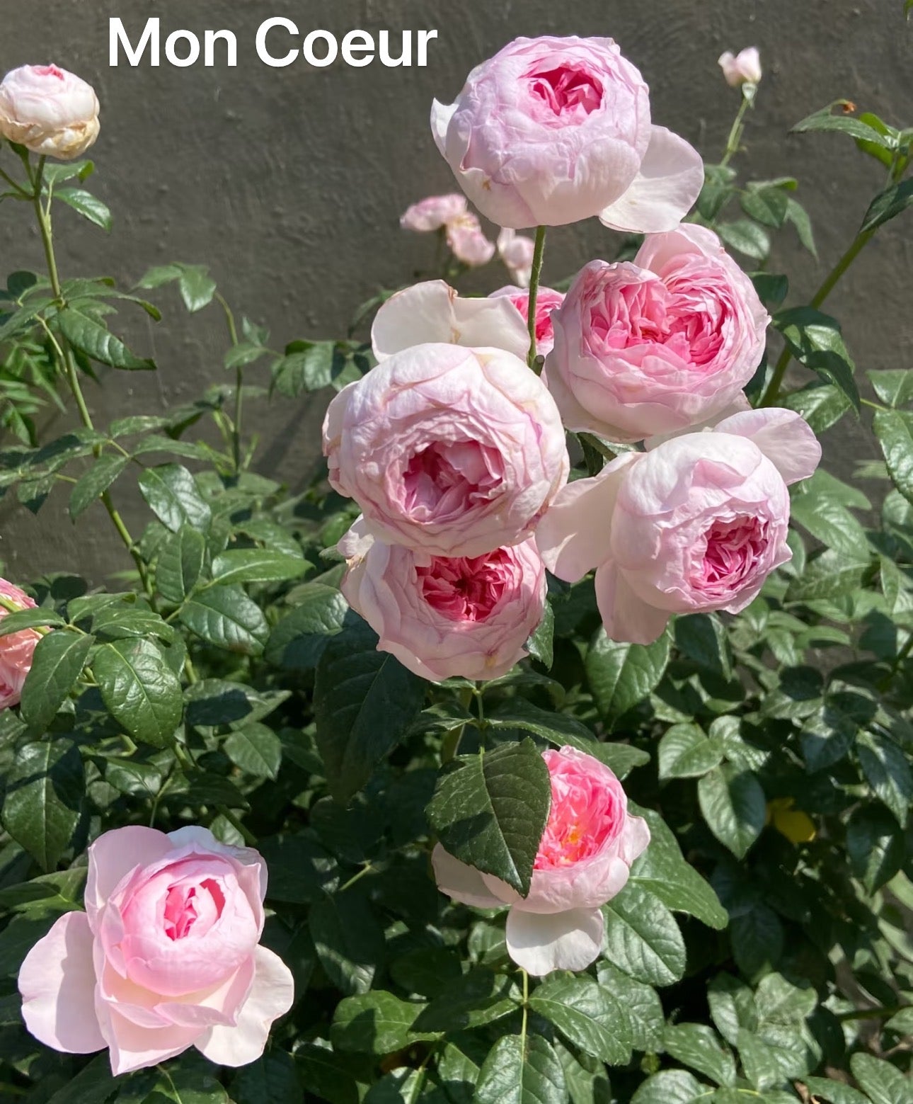 Japanese Rose Mon Coeur 我的心 6 inch