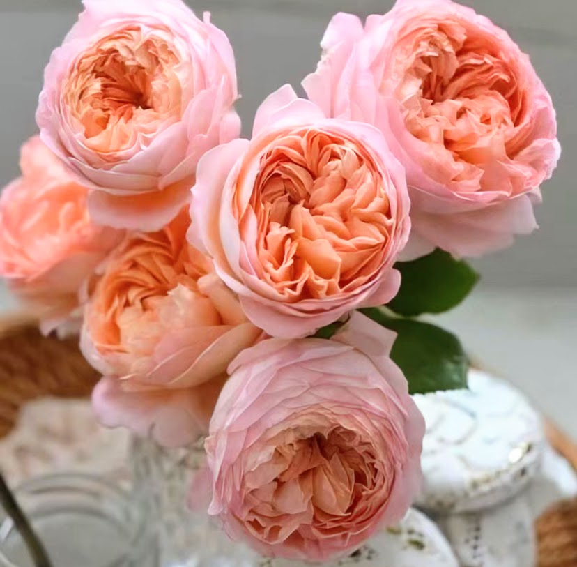 Rose Confiture (果酱) 1 Gallon size Live Plant Shrub Rose