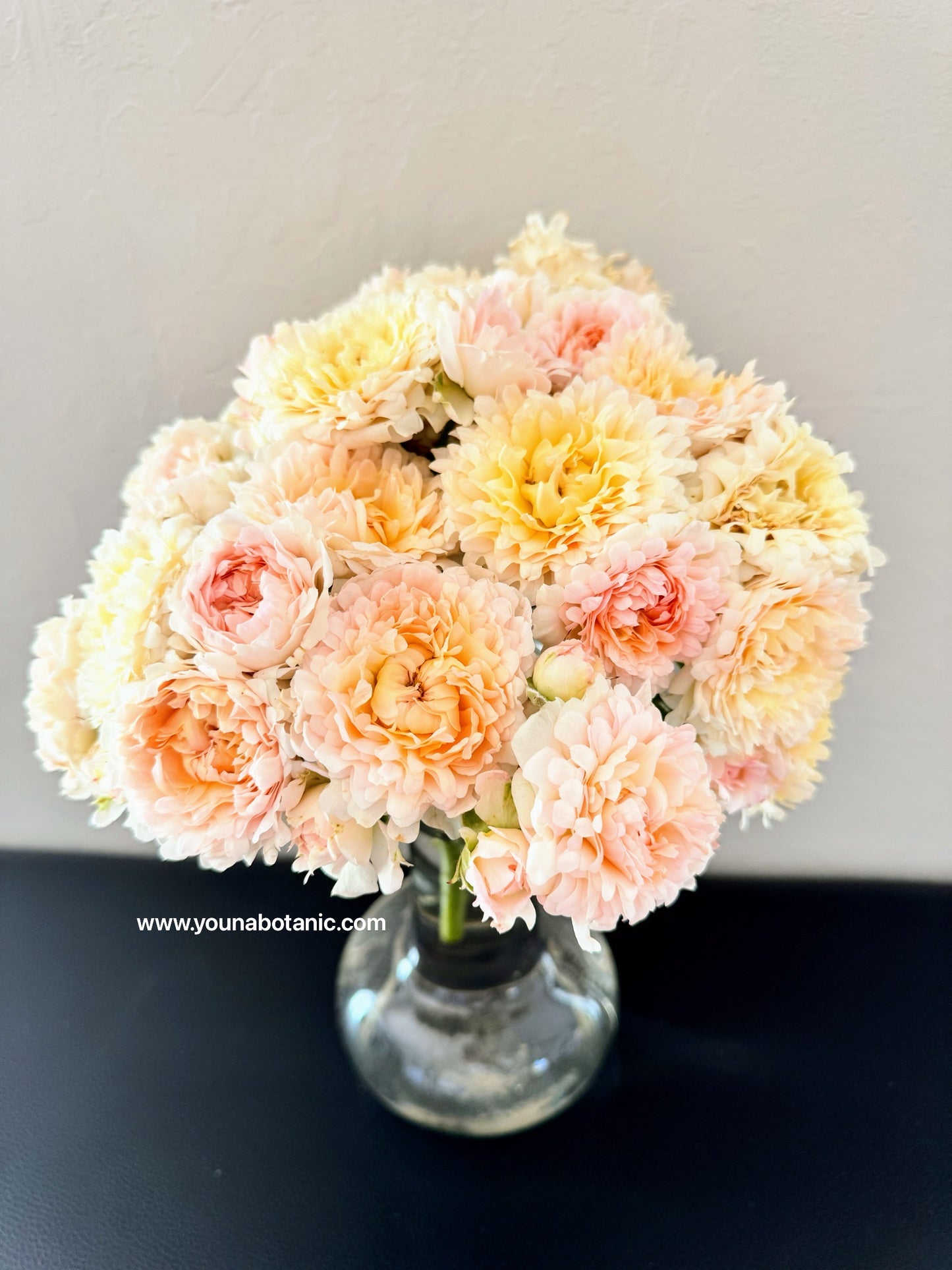 Peach Sea Anemone 桃子海葵 4 inch size