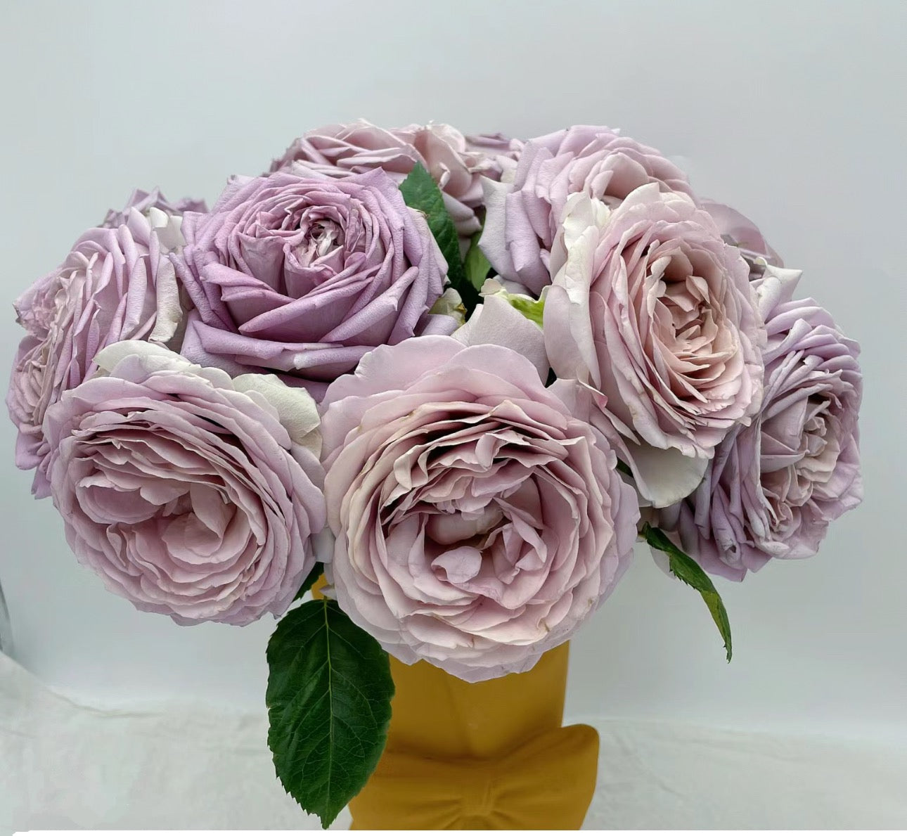 Japanese rose Chisang Cutting rose -6 inch to 1 Gallon size live plant