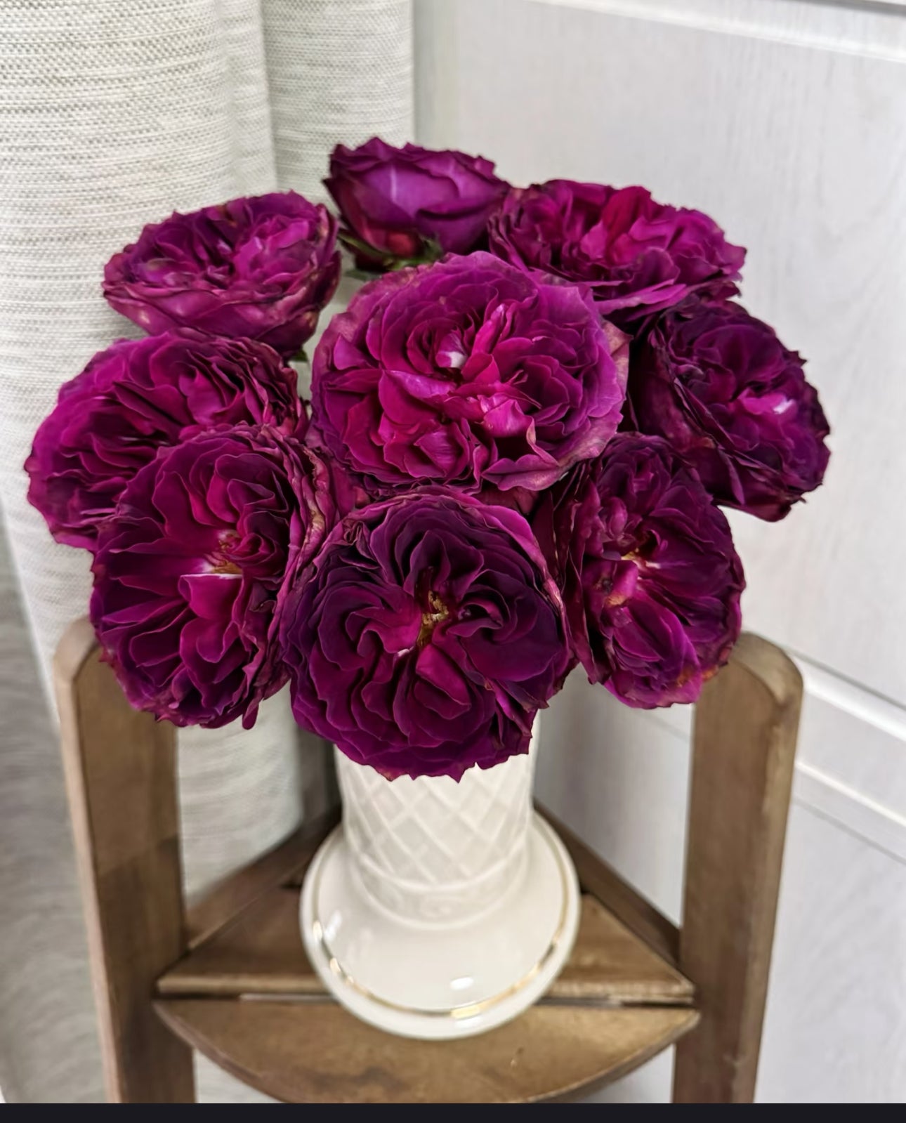 Japanese Rose Hiraku 6 inch size