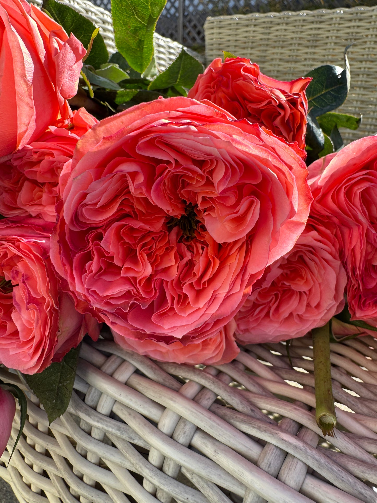 Rose Mandarin X-pression own root 6 inch
