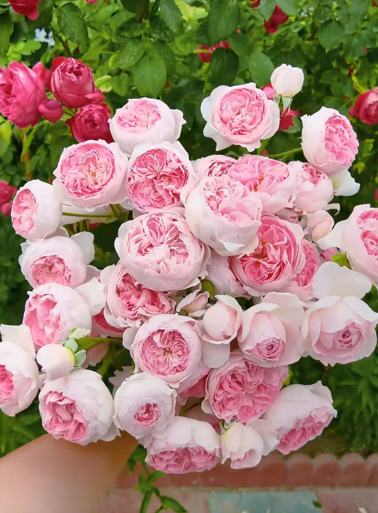 Japanese Rose Mon Coeur 我的心 6 inch