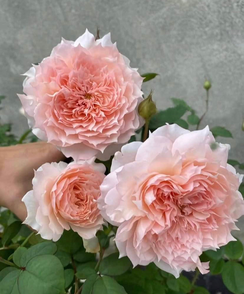 Rose Monique Darve (戴维莫妮卡) - 1 Gallon Size