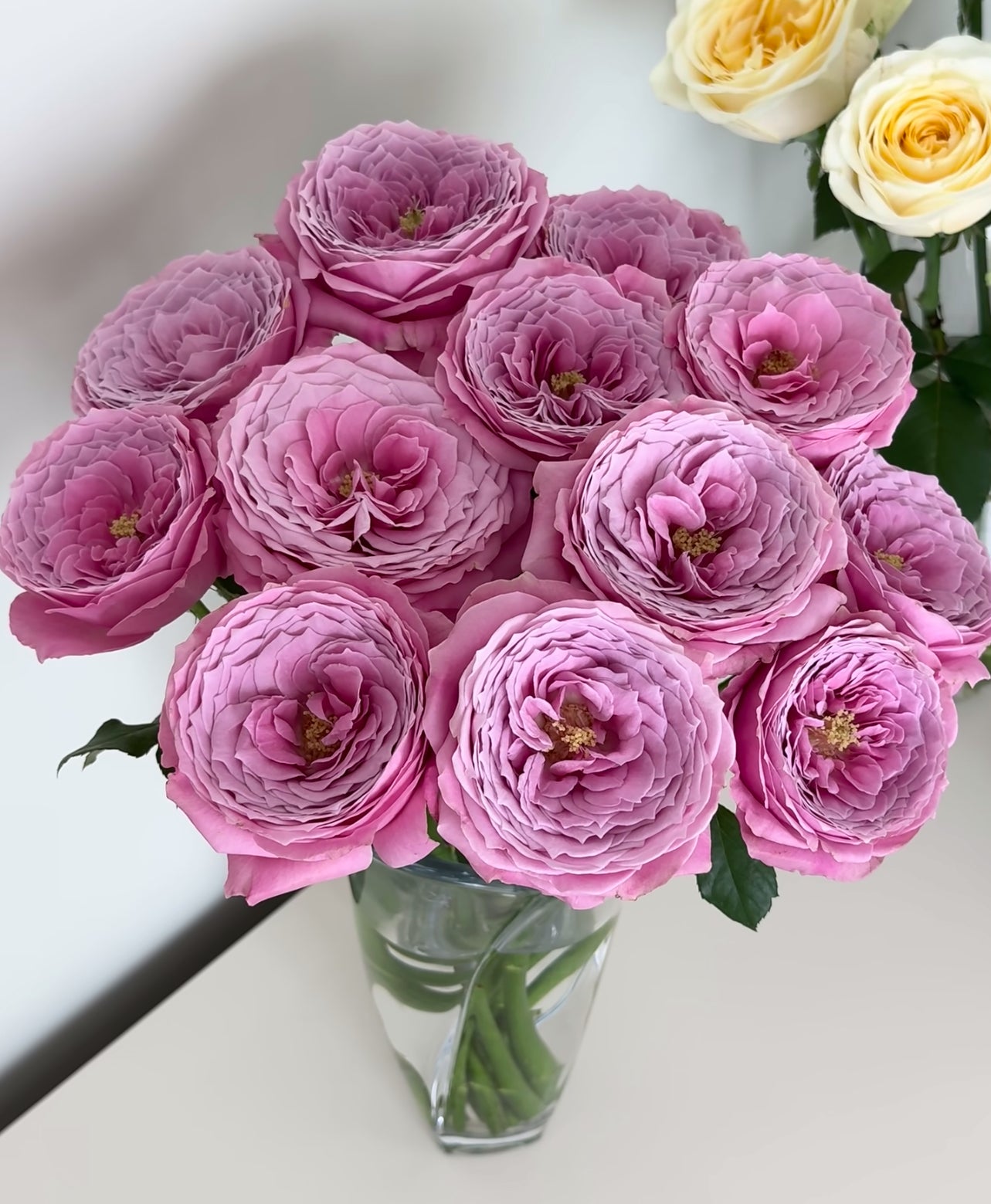 Peony Kiss 6inch size