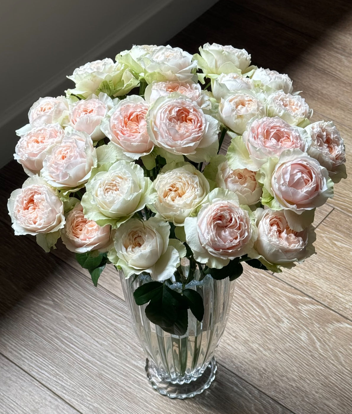 Victoria Bride 6 inch size own root