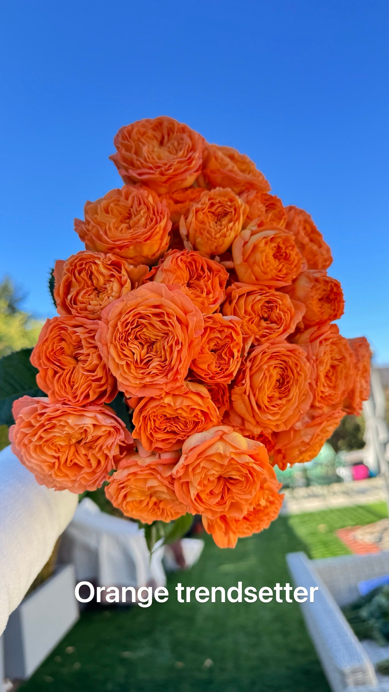 Orange Trendsetter 橙色潮流 4 inch pot-Own root