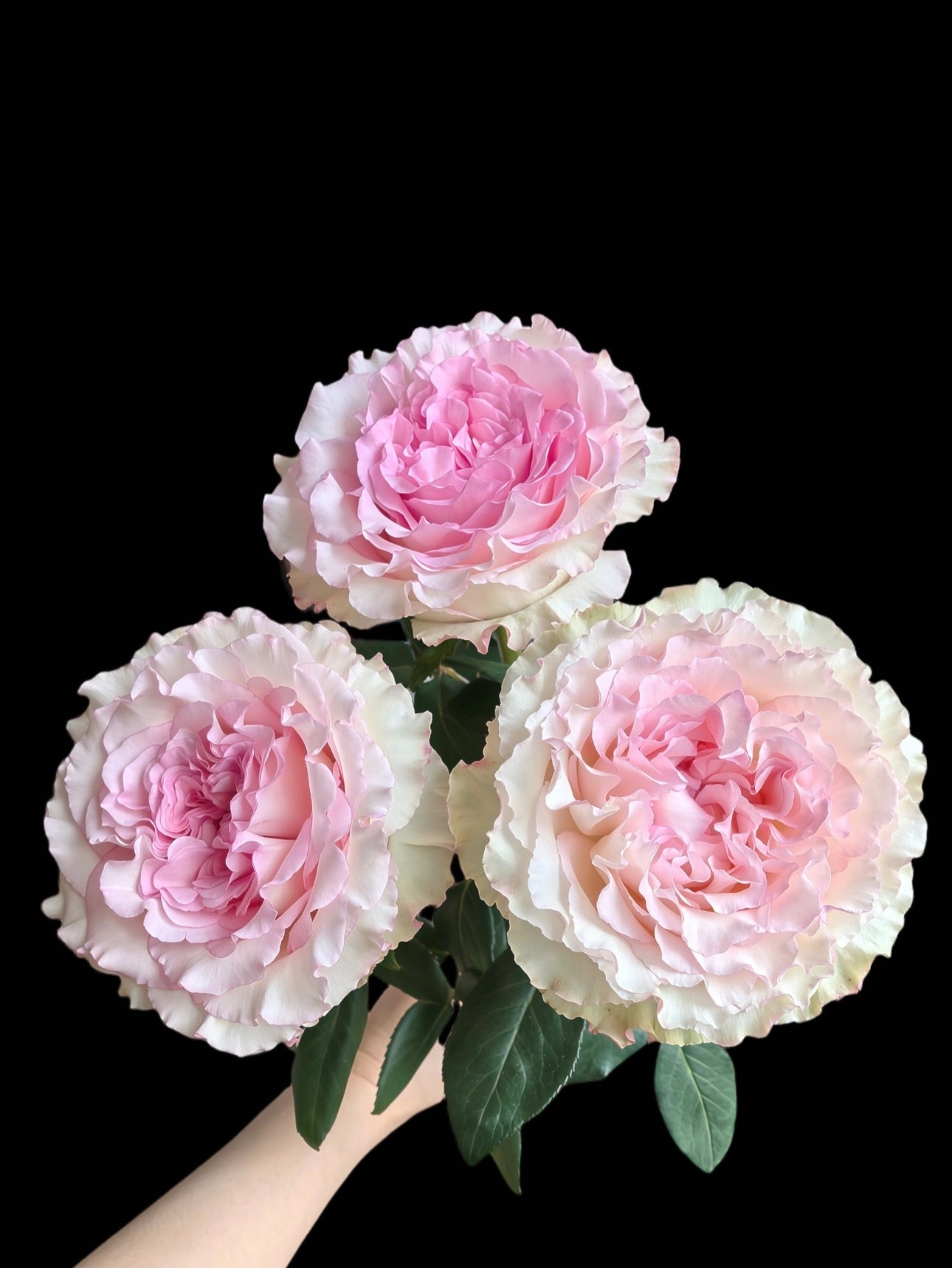 Pre-Order Rose Mandala 6inch gallon own root