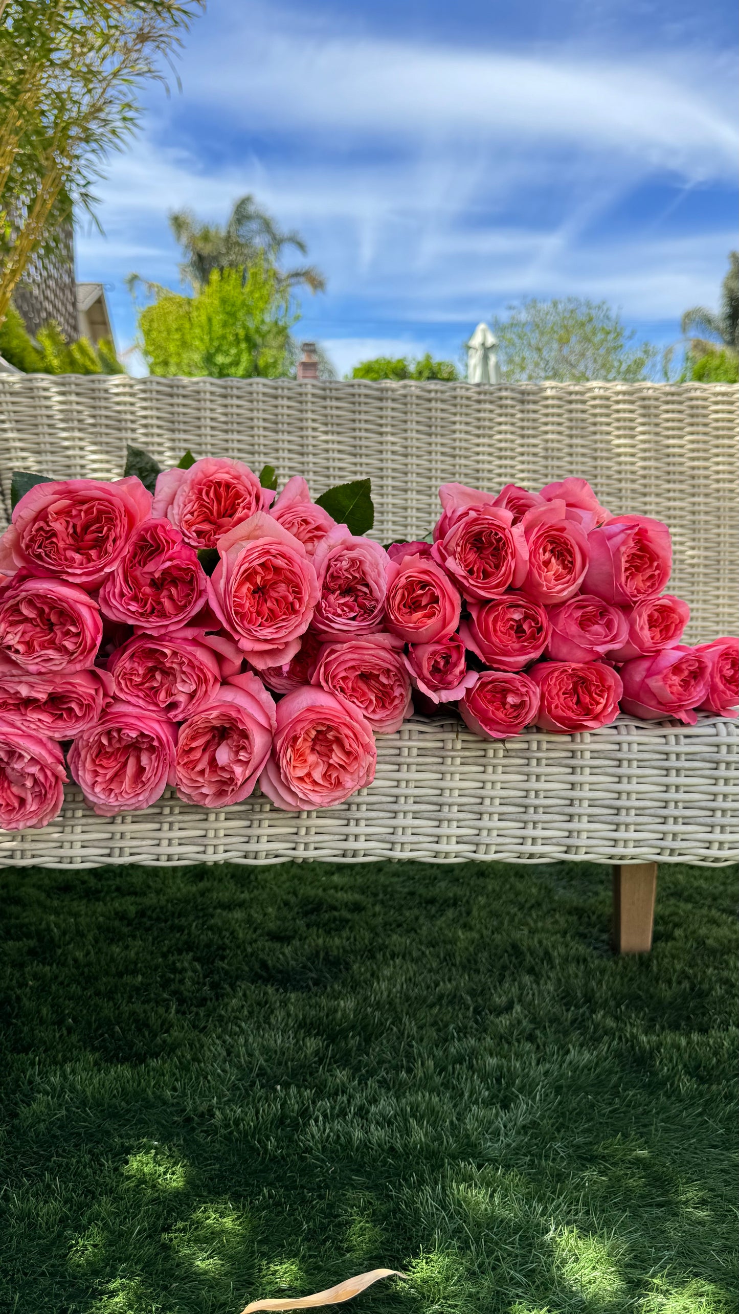 Rose Pink X-Pression 6inch size own roots