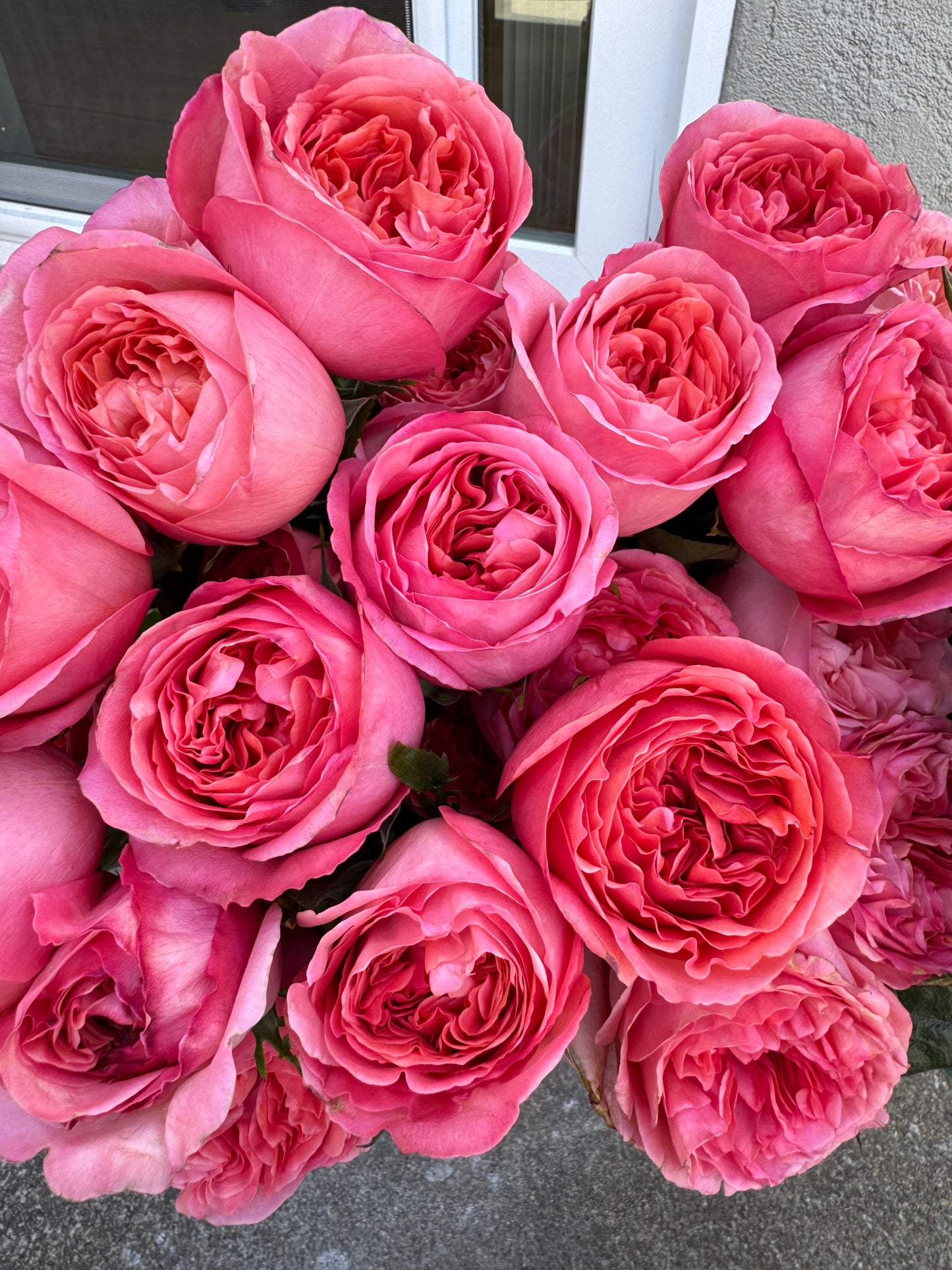 Rose Pink X-Pression 6inch size own roots
