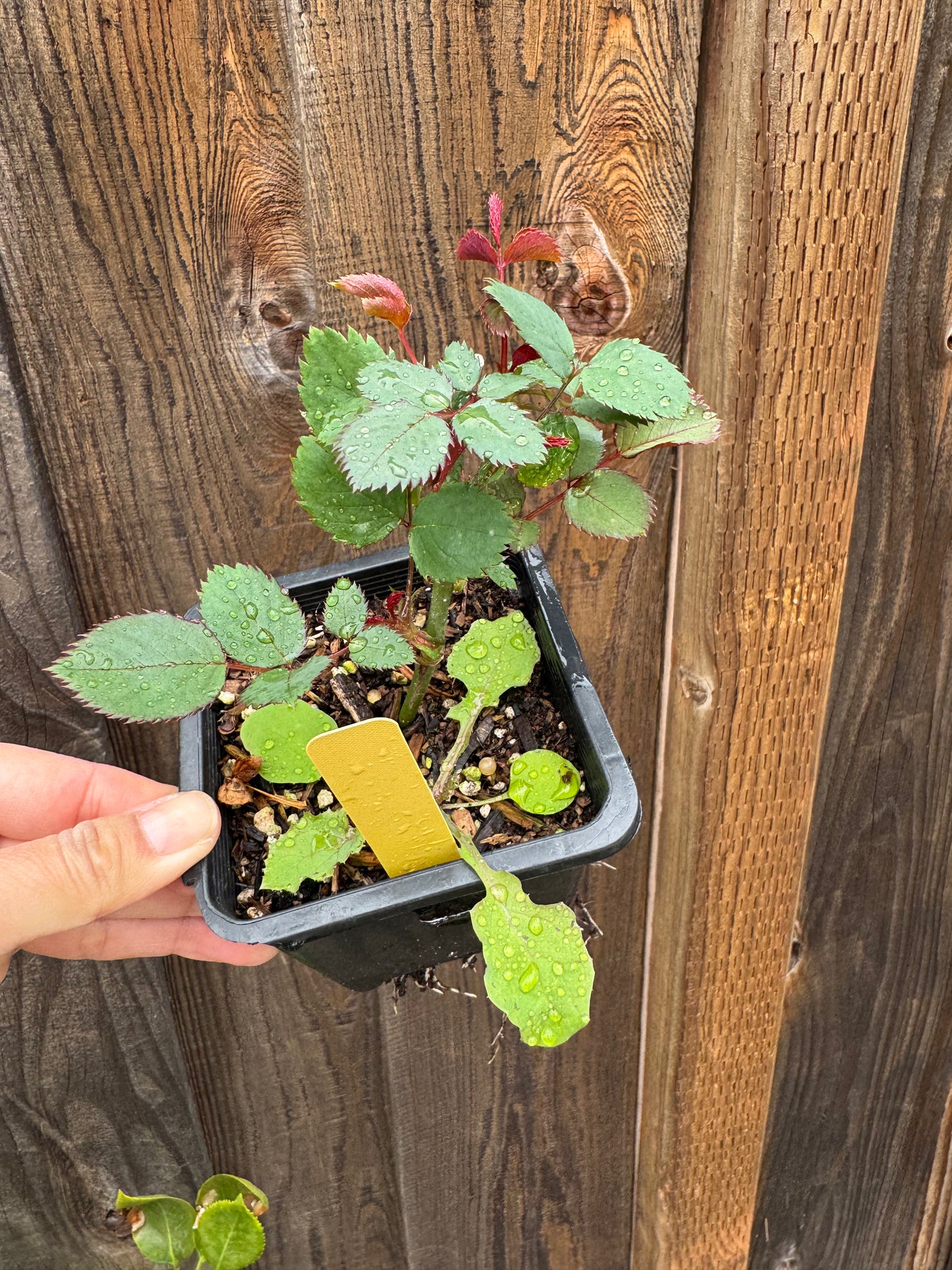 Mayabi Cha 4inch size own root