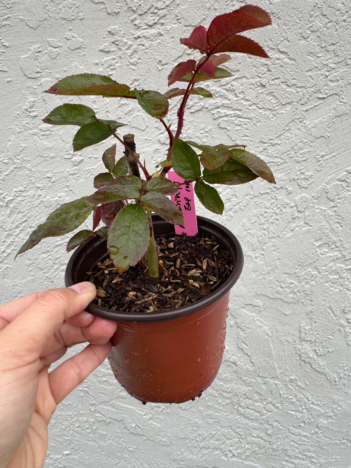 Rose Mandarin X-pression own root 6 inch