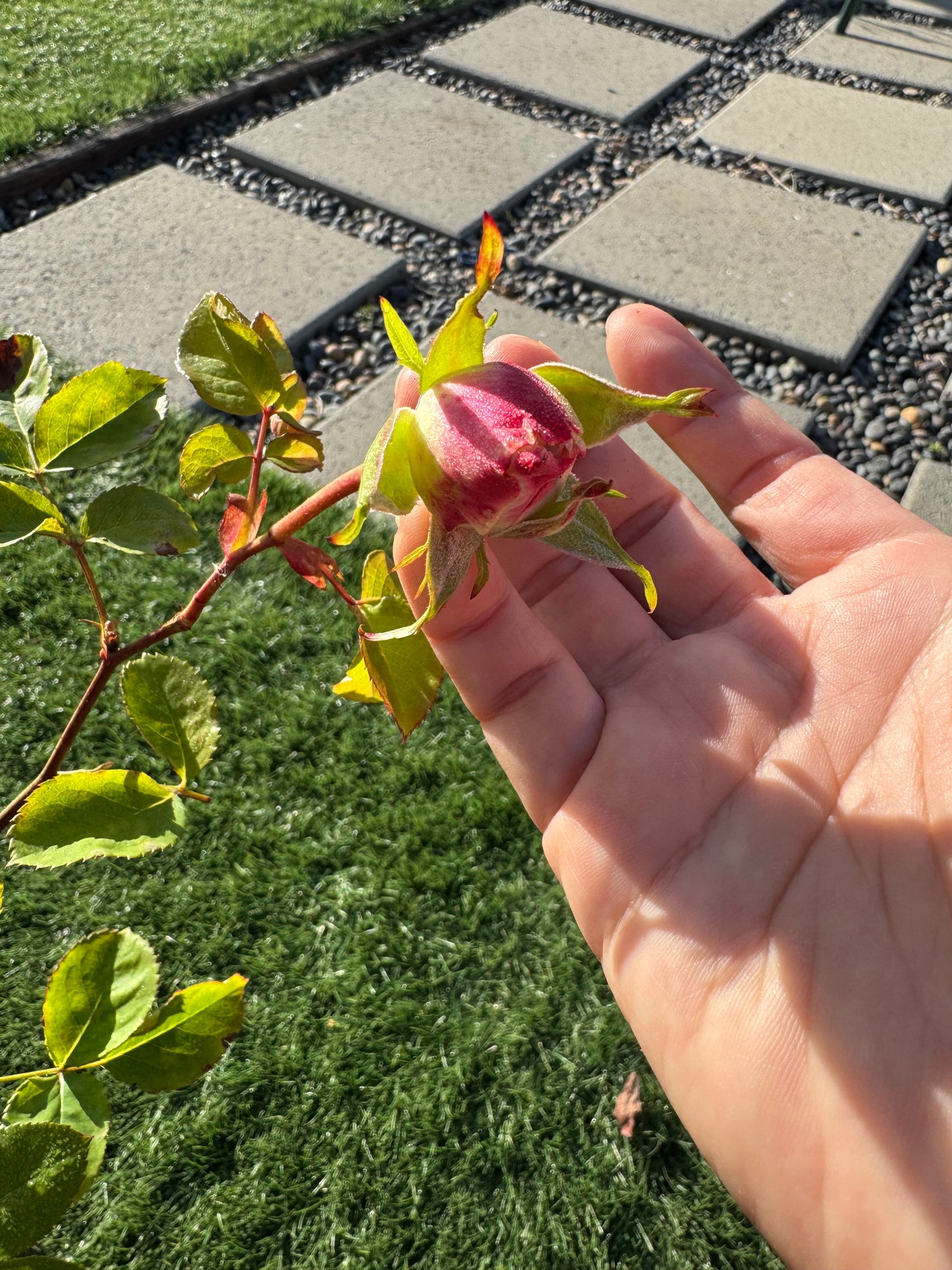 Rose Endless Summer 1 Gallon own roots