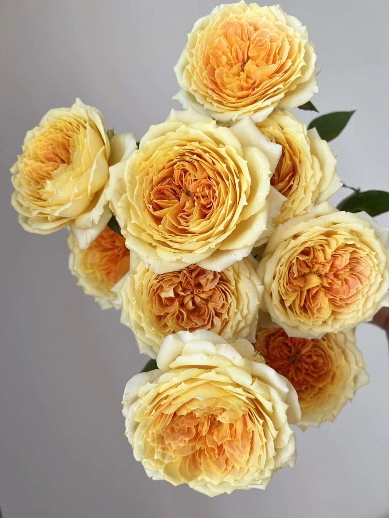 Rose Caramel Antike 1 Gallon pot