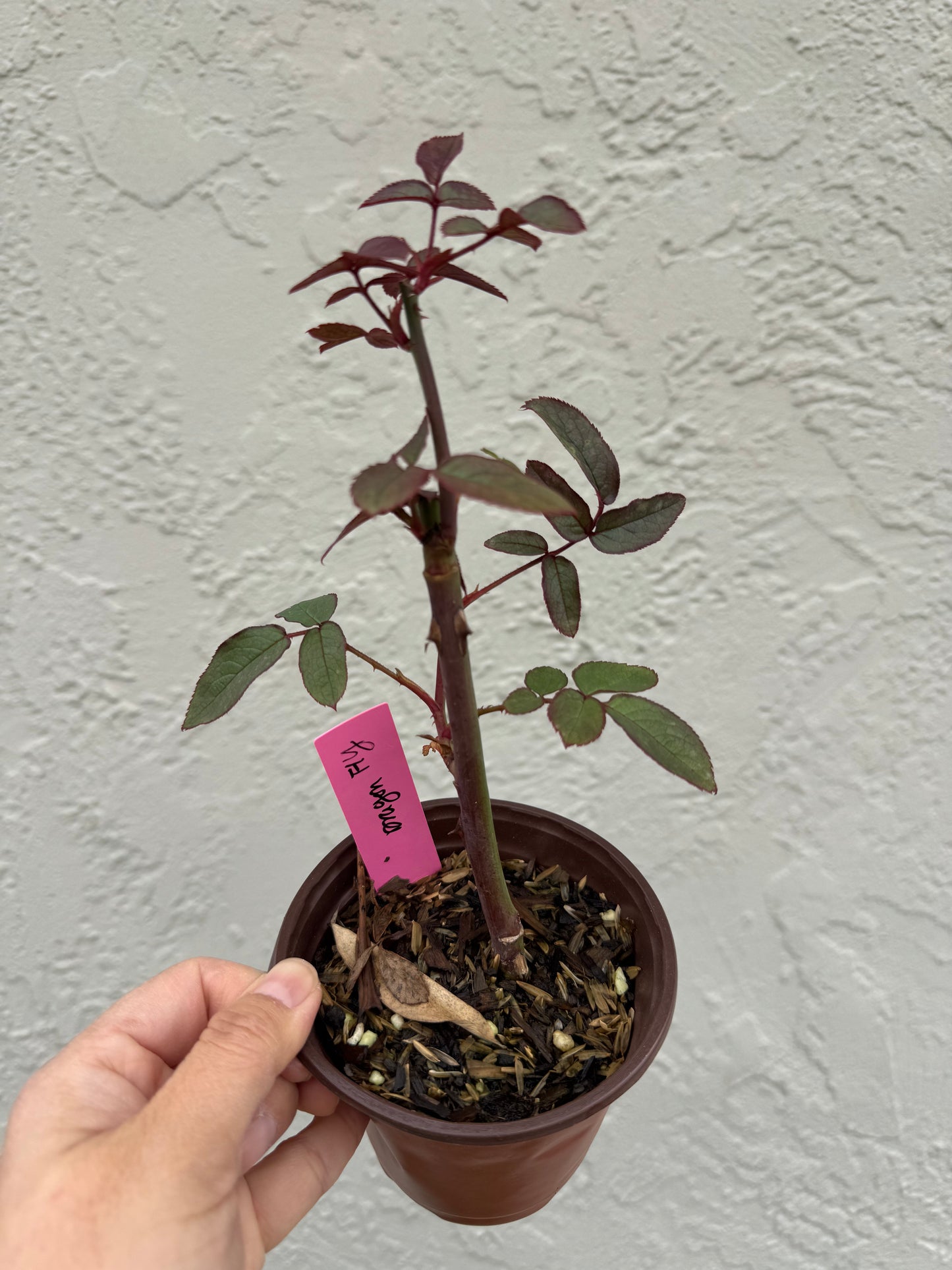 Rose Dragon Fly 4inch size own root