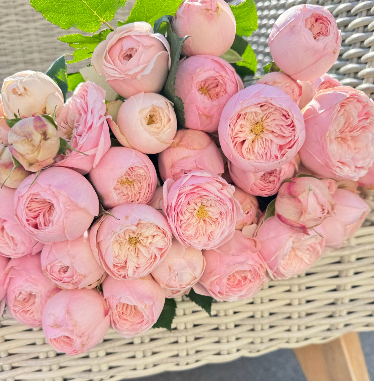 Rose Mansfield Park 酷皮 6 inch pot own roots