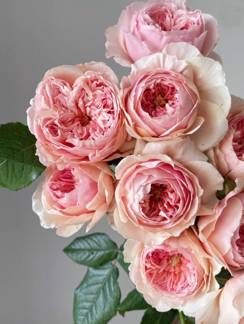 Japanese Rose 'masora' 真宙 1 Gal Live Plant Shrub Rose 