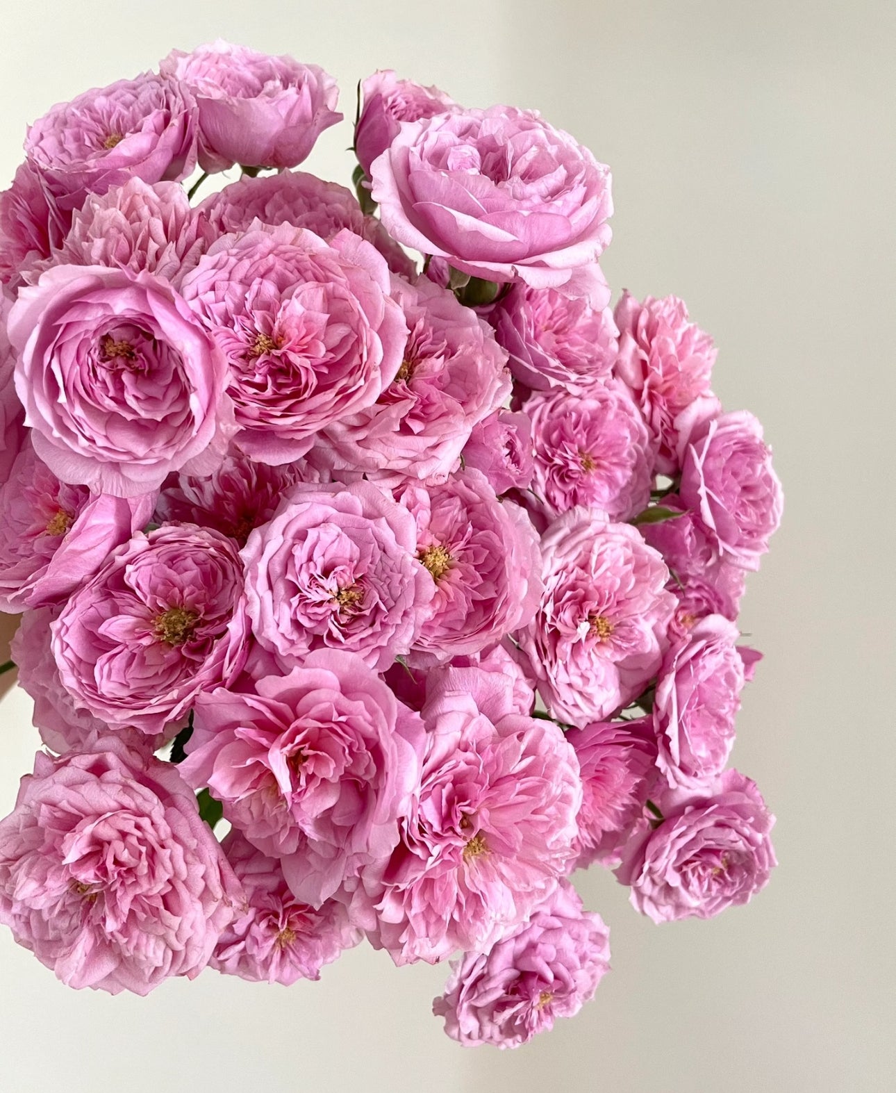 Rose Fée Clochette 铃之妖精 4 inch own roots